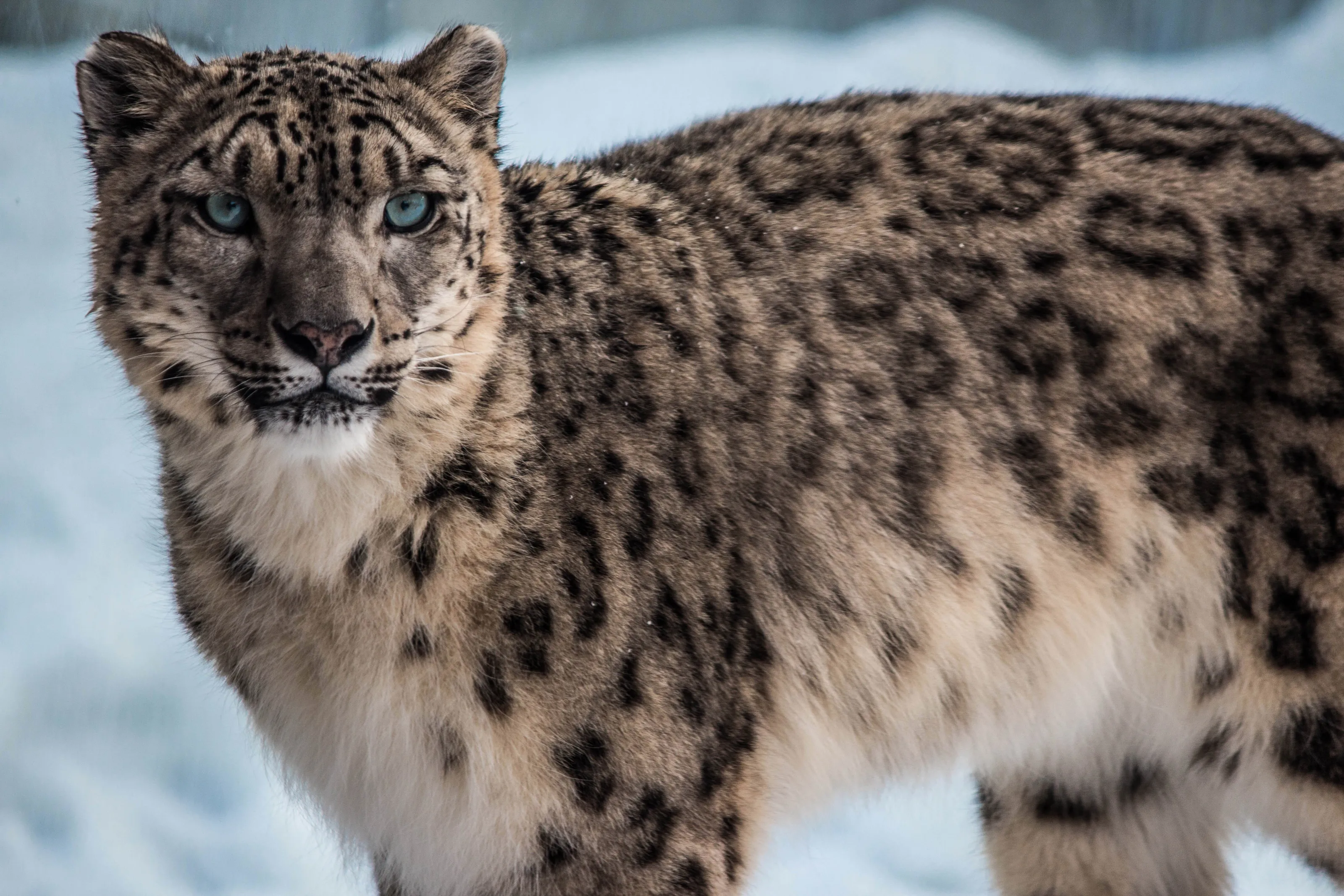 Snow Leopard