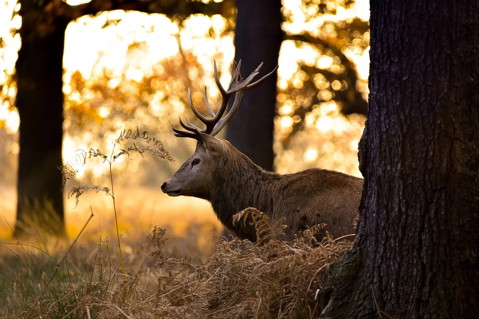 Red Deer Stag