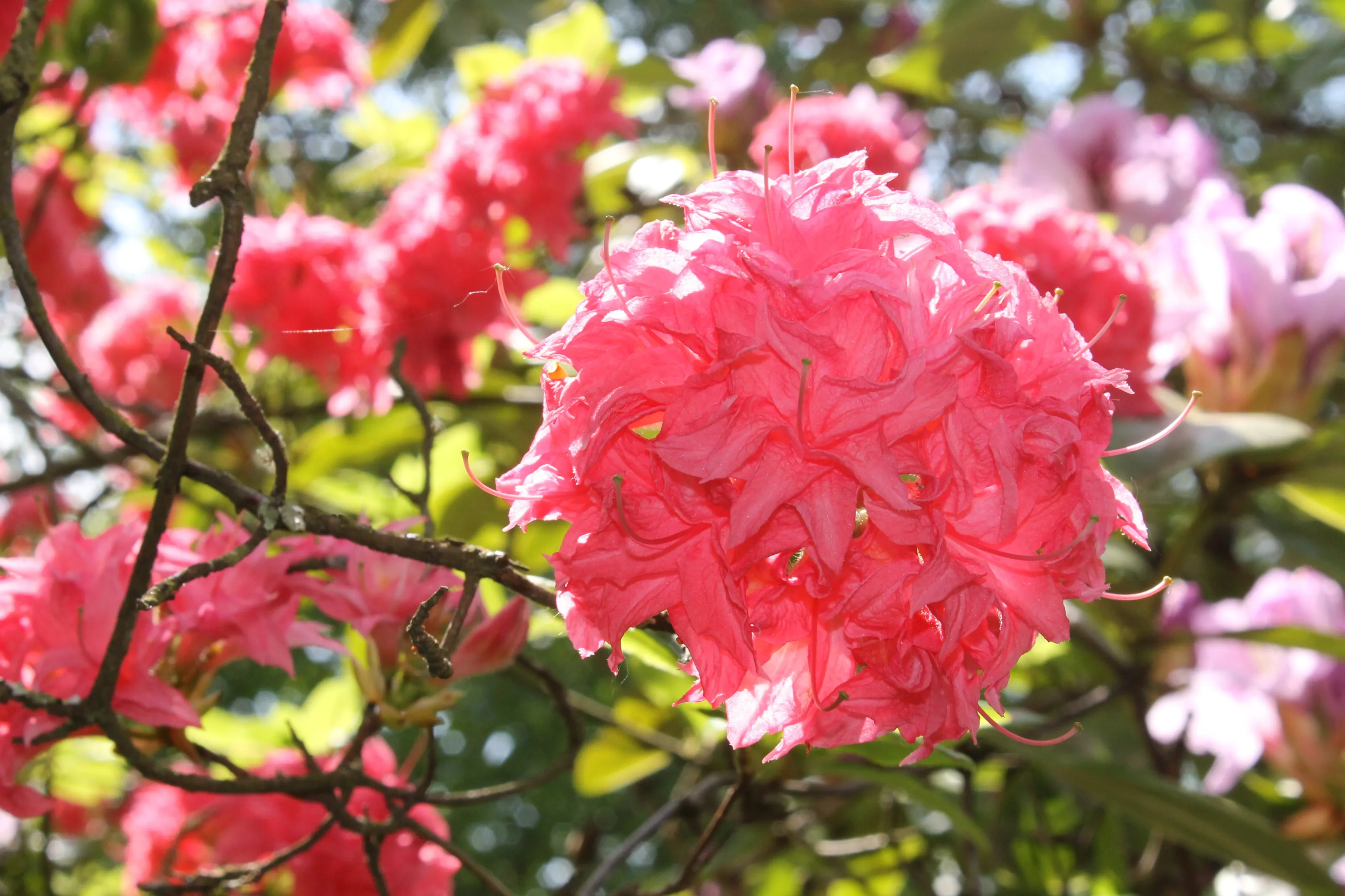 Nature in full bloom
