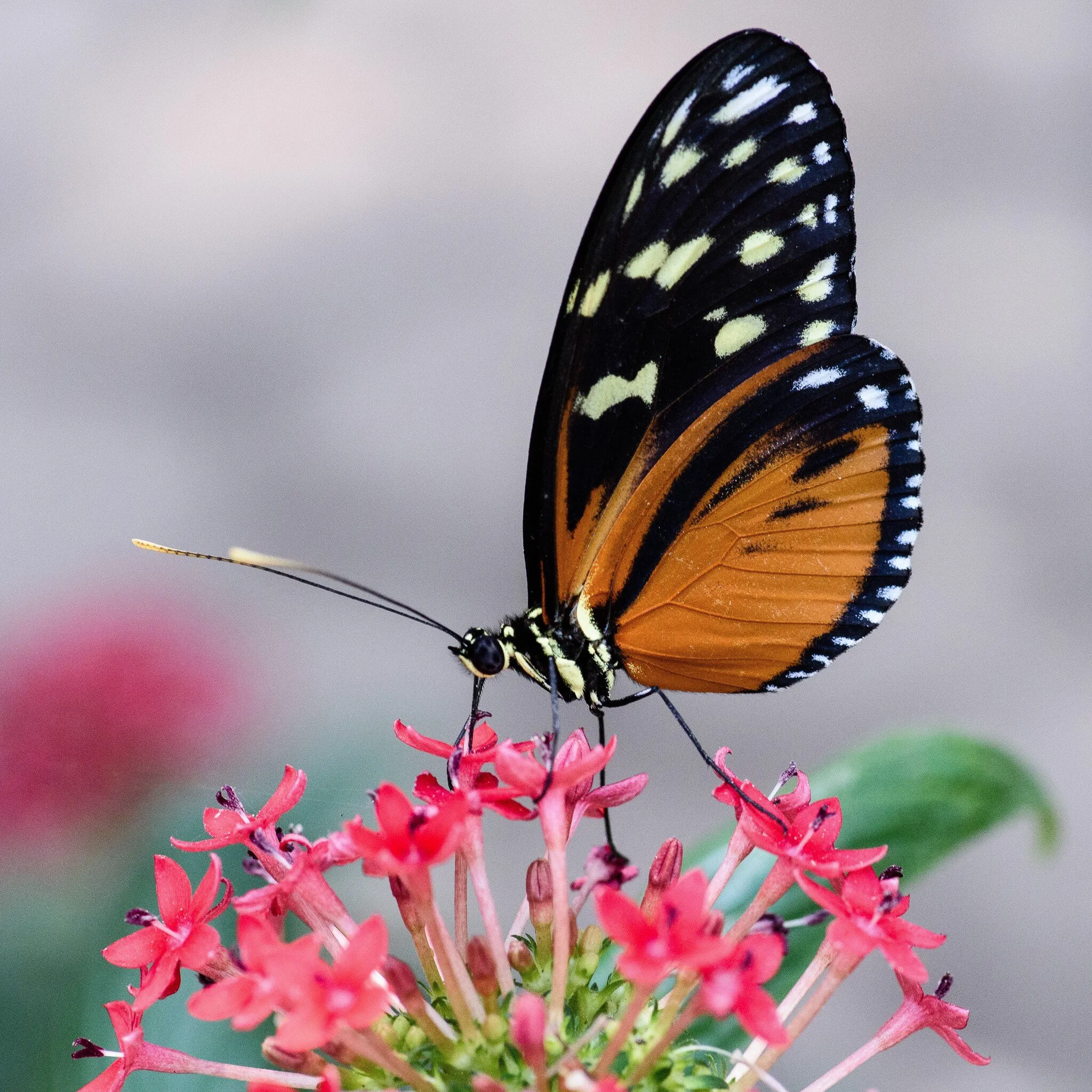 Monarch on Flower