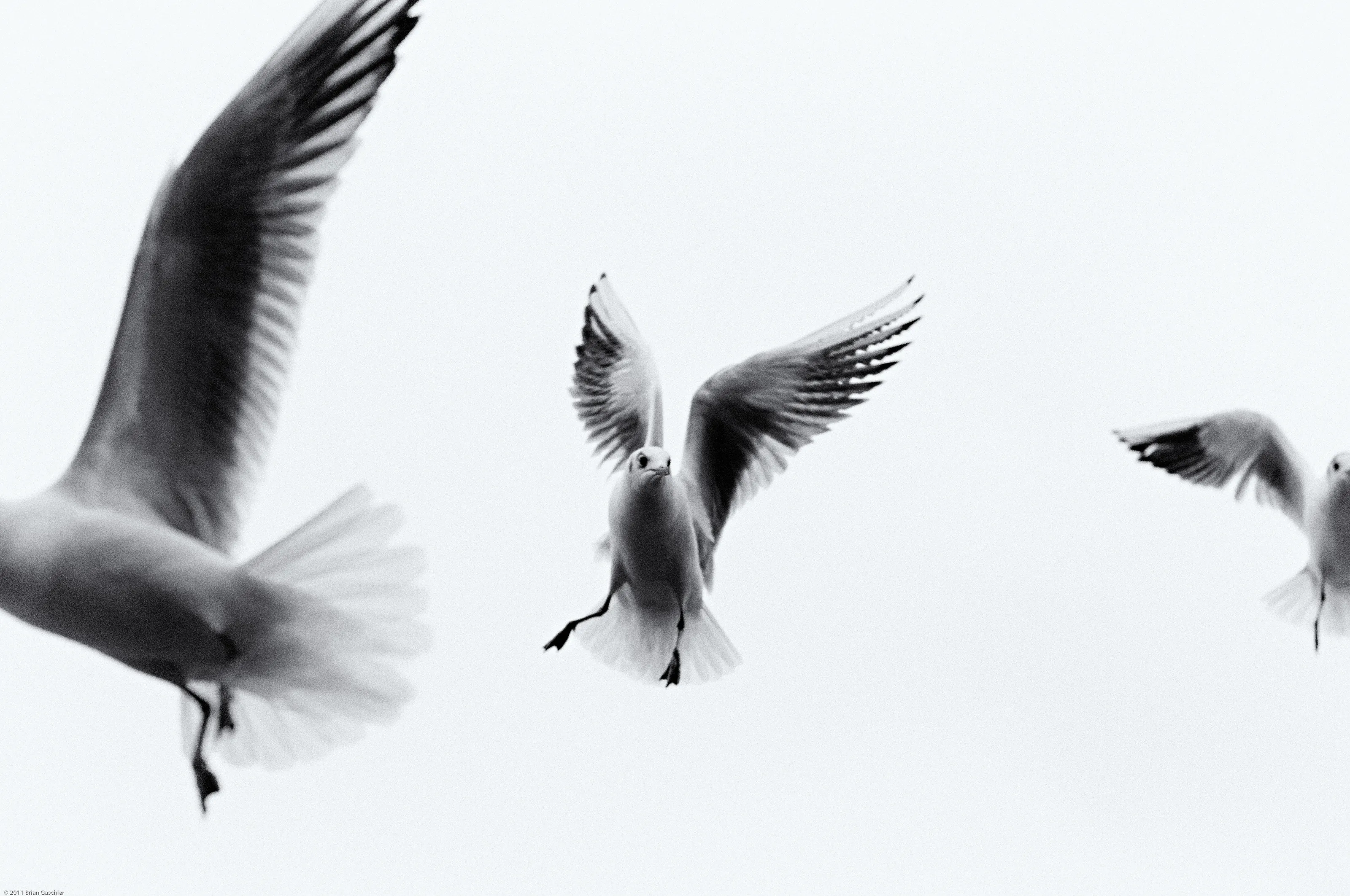 Gull Procession