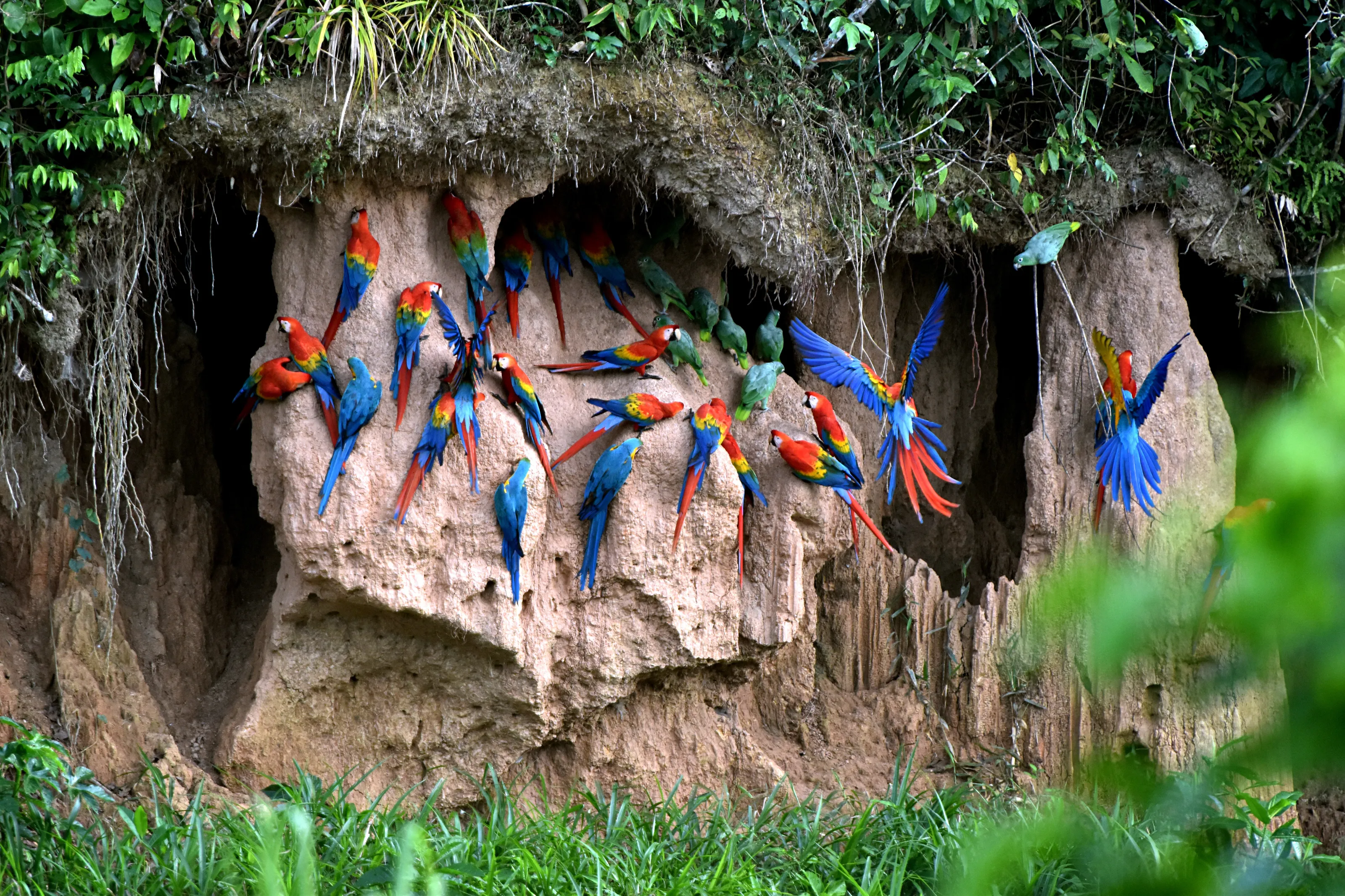 Chuncho clay lick in Tambopata National Reserve, Peru