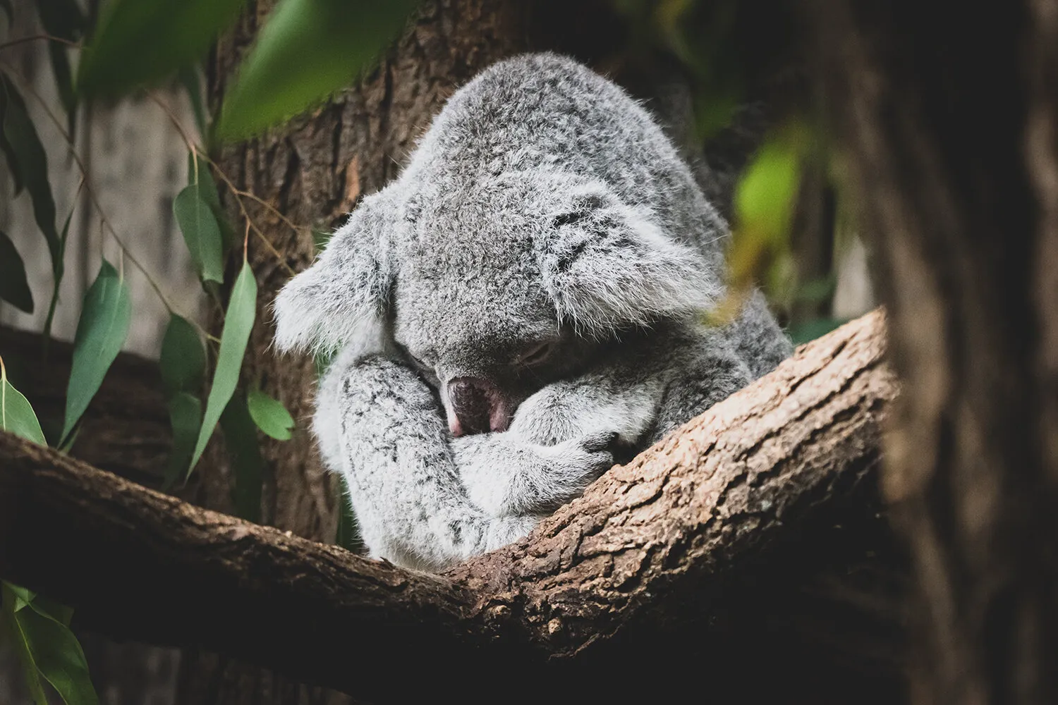 Koala