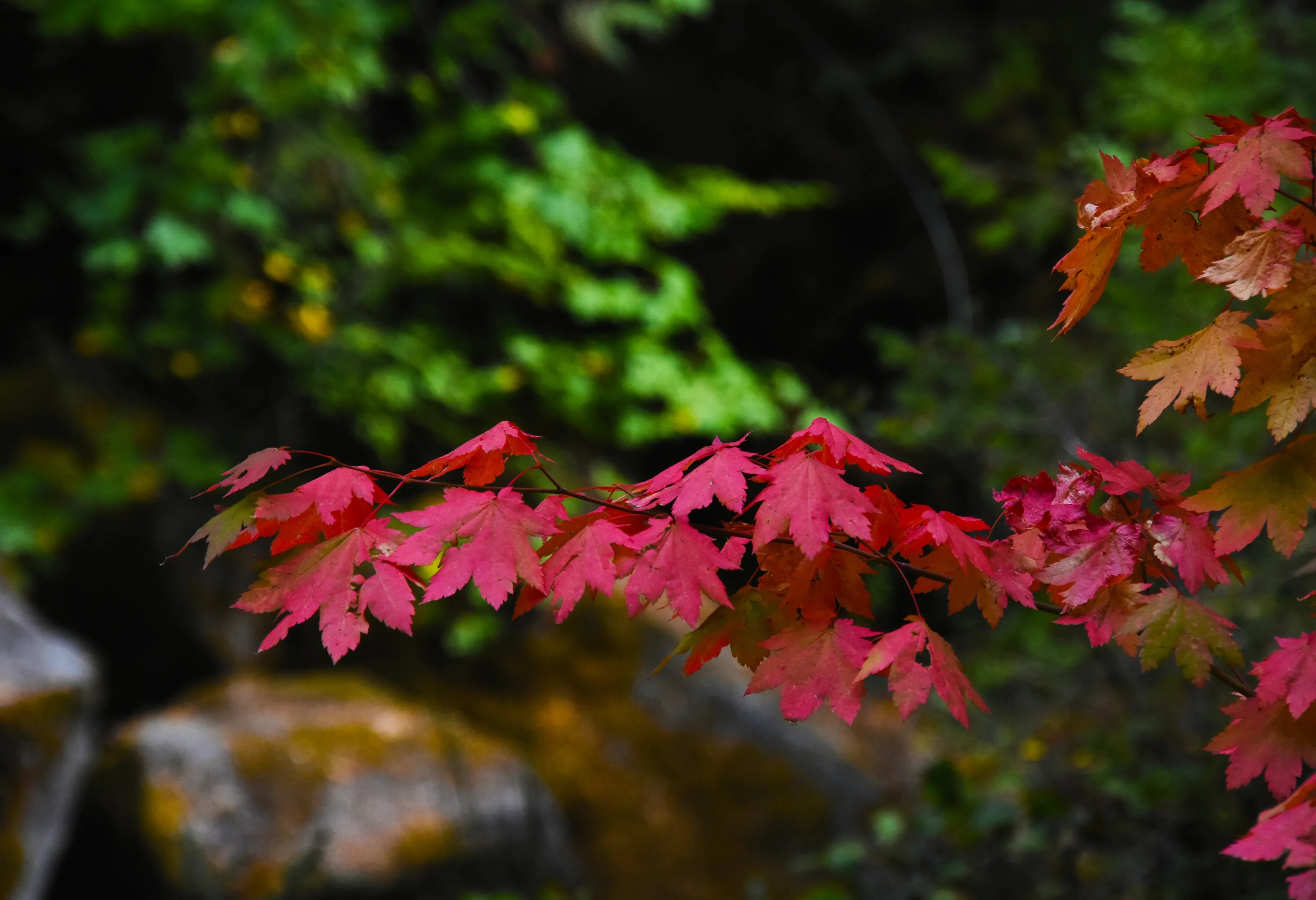 Fall colors in Oregon