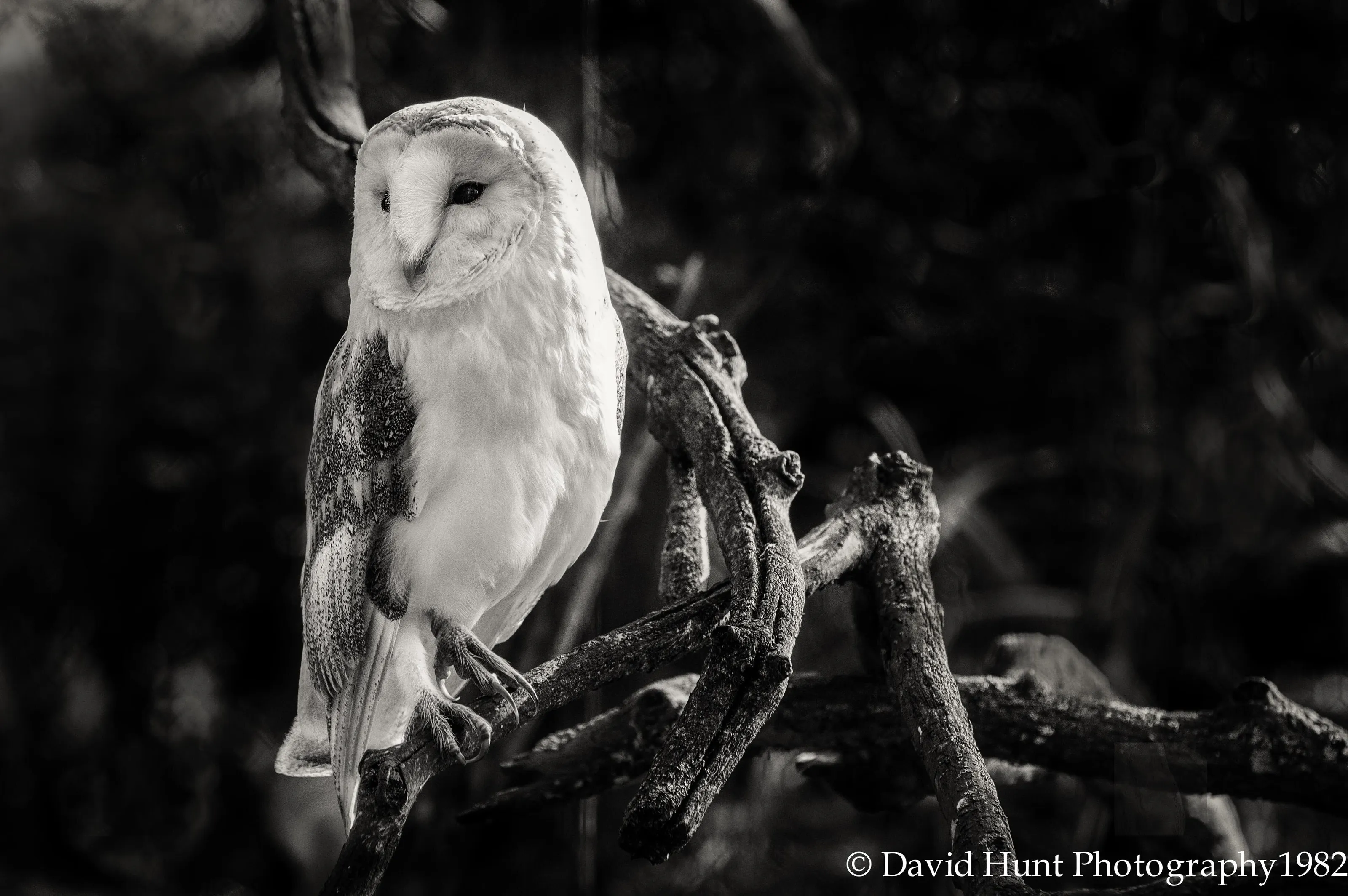 Barn Owl