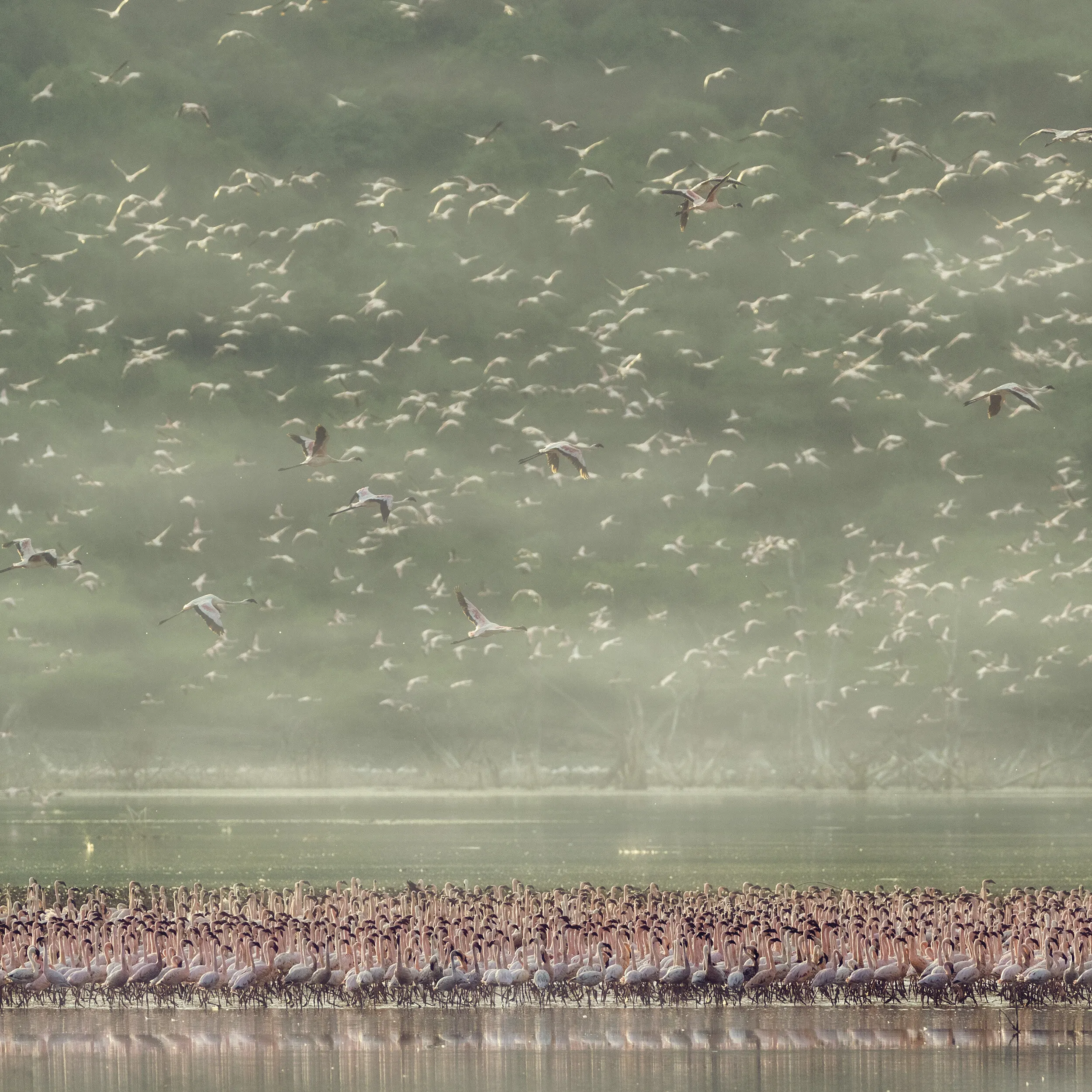 Flamingoes2