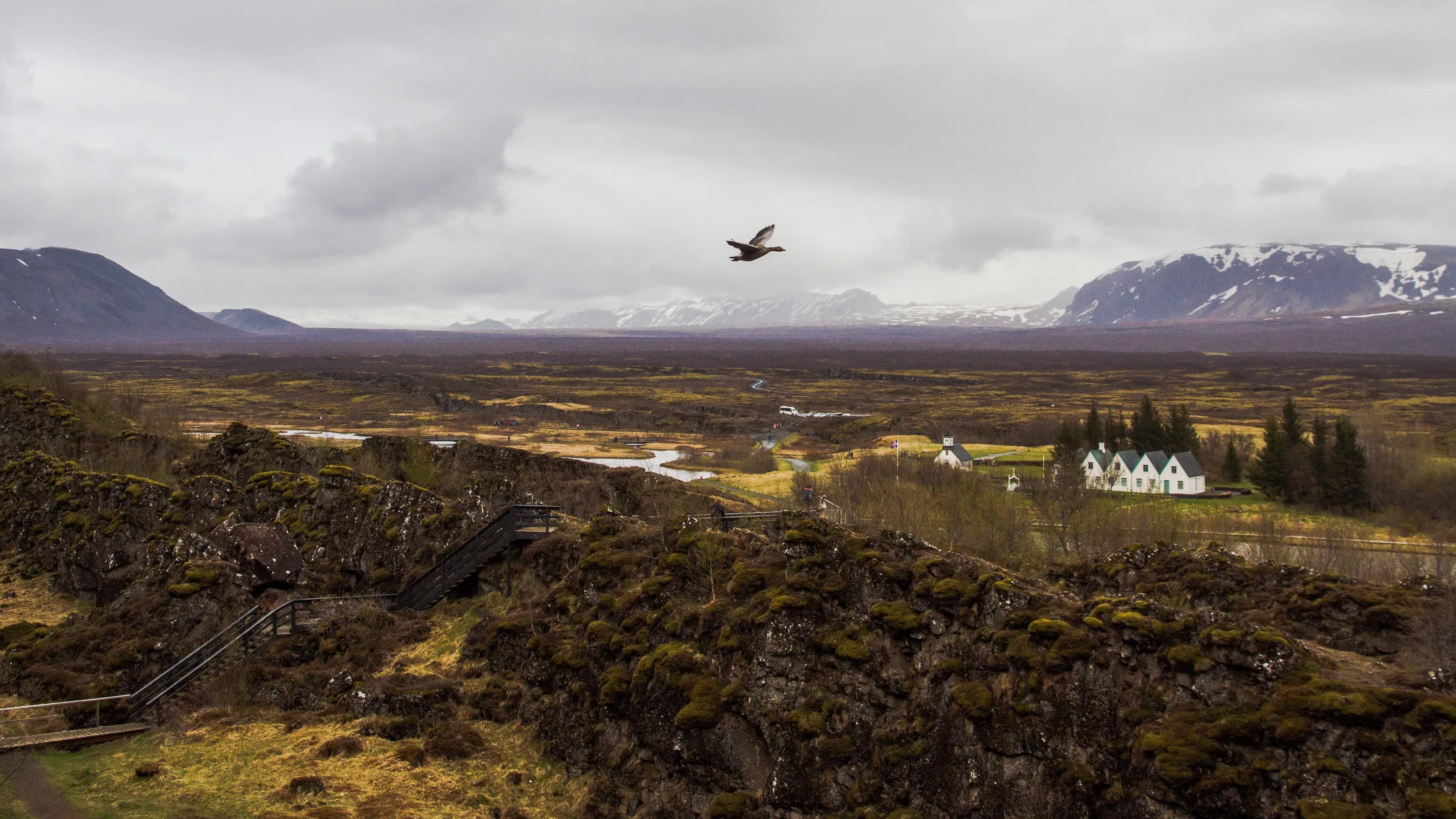 Soaring Free