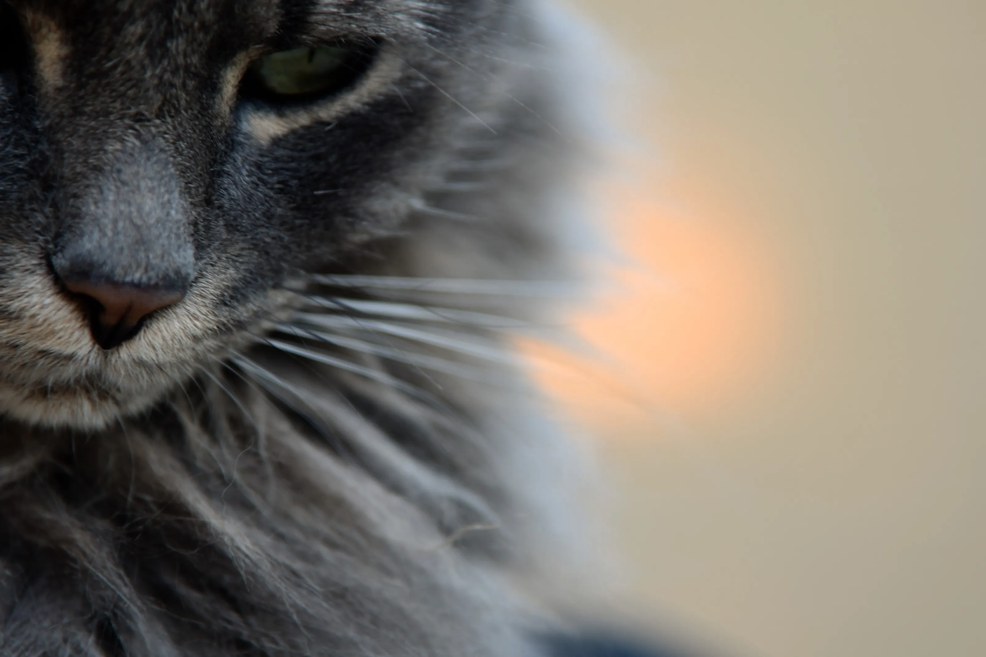Kitten with sunset reflection in background