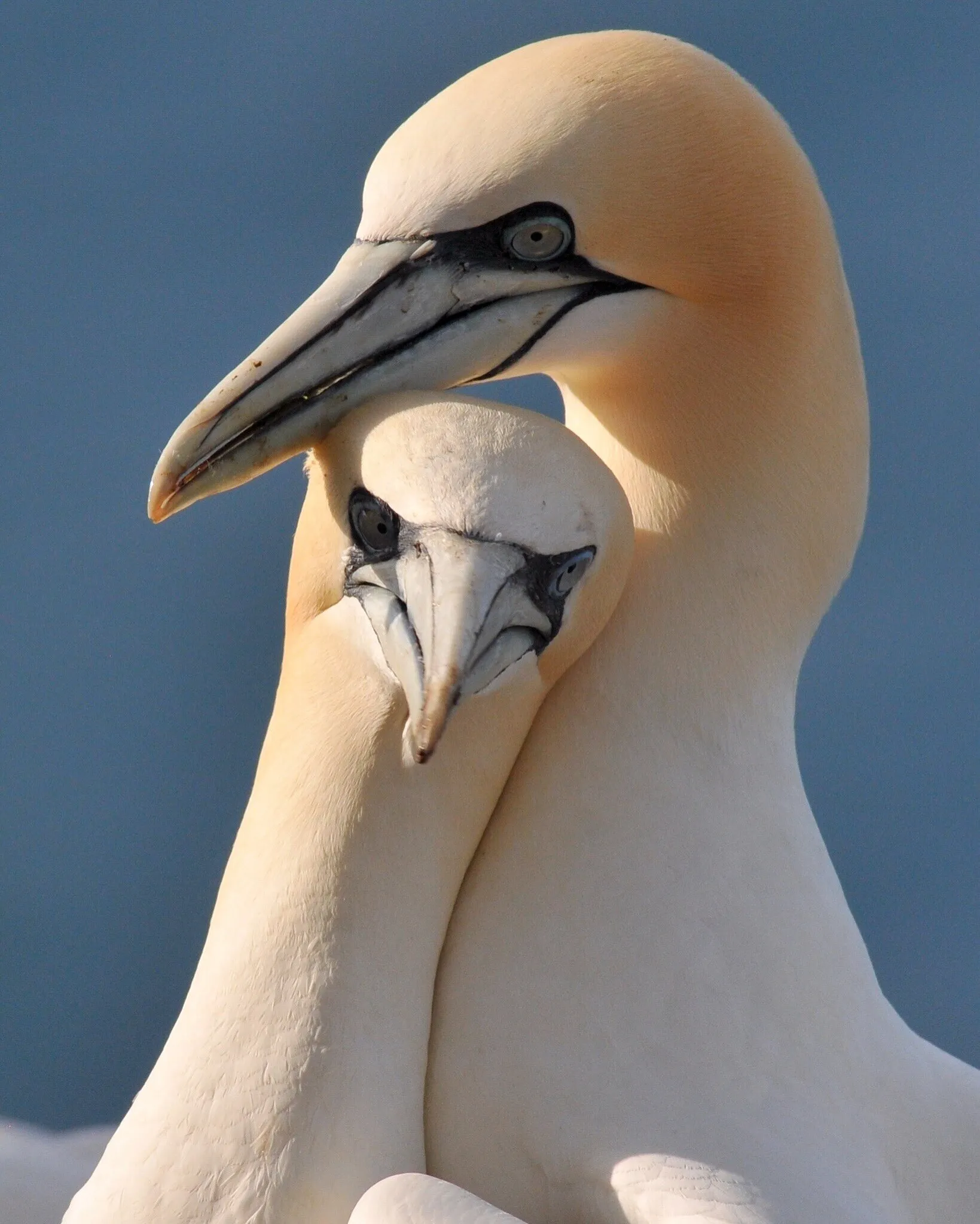 Gannets in love