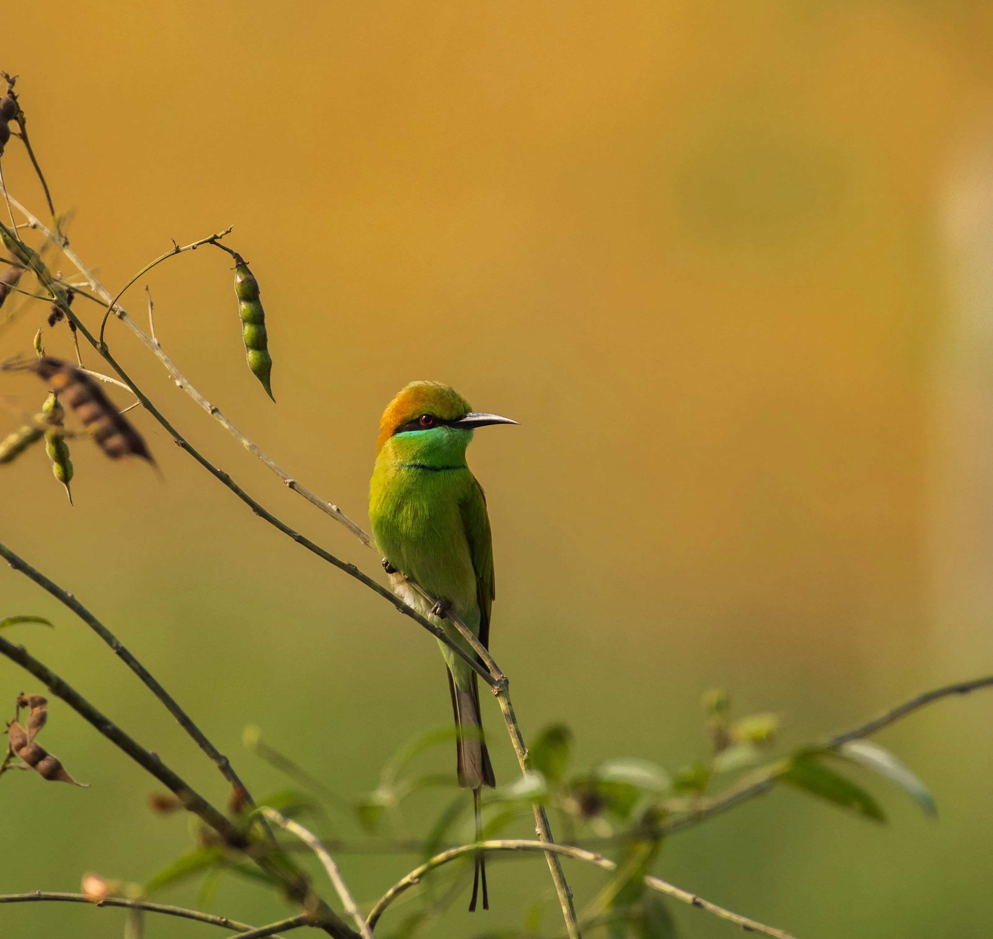 Green Tail Bee-eater