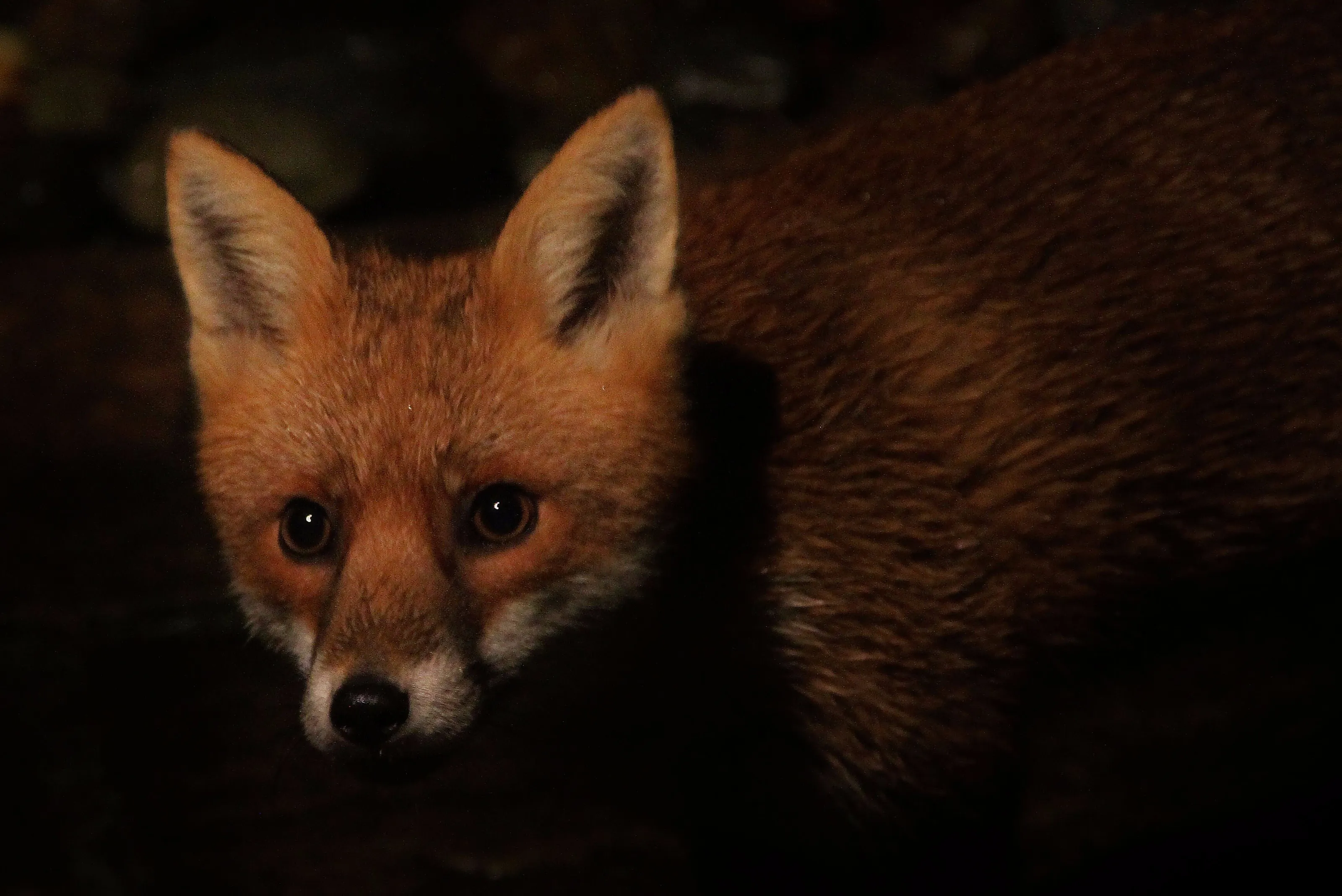Mr Fox