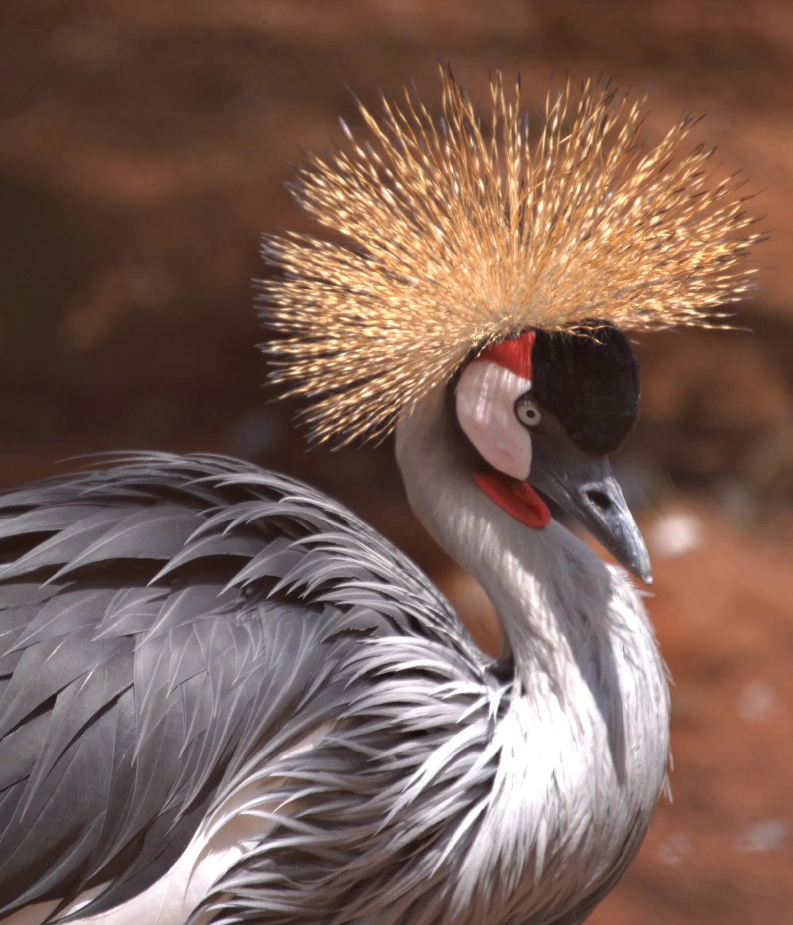 Crowned Crane