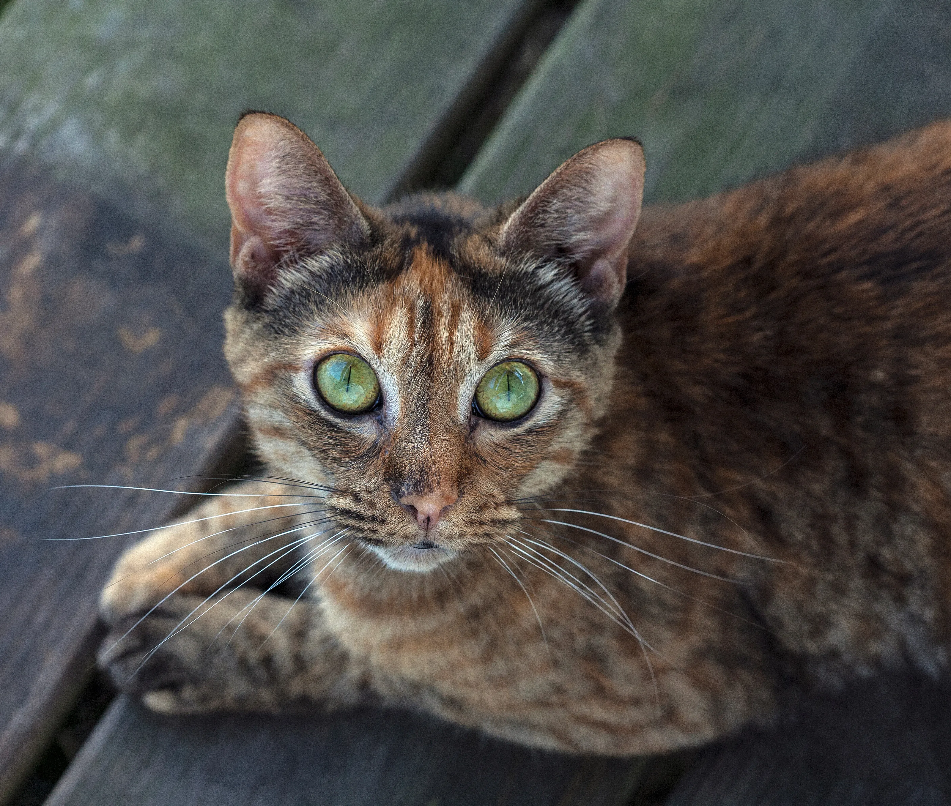 Green eyed lady