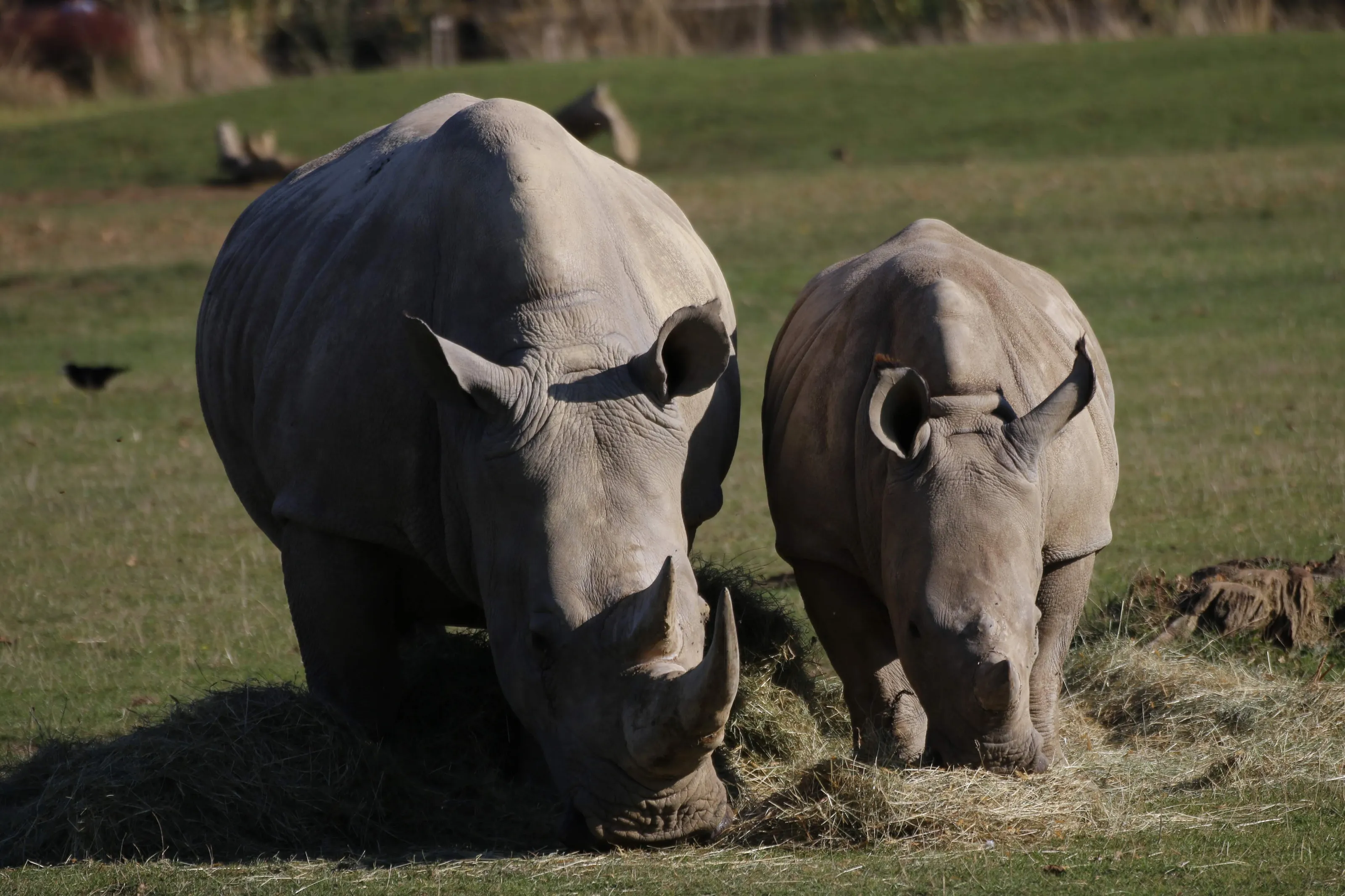 Rhinos