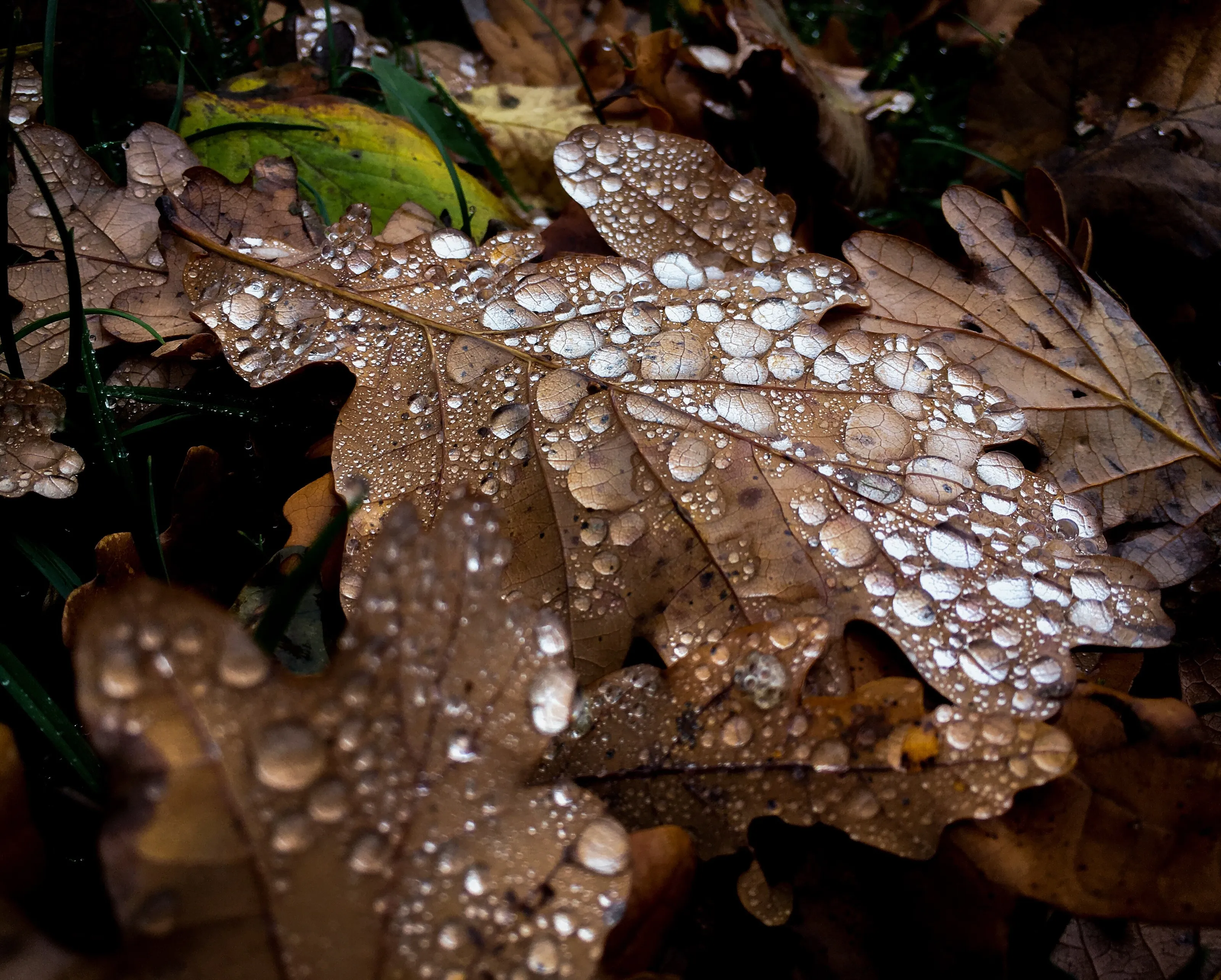 Bejewelled leaf