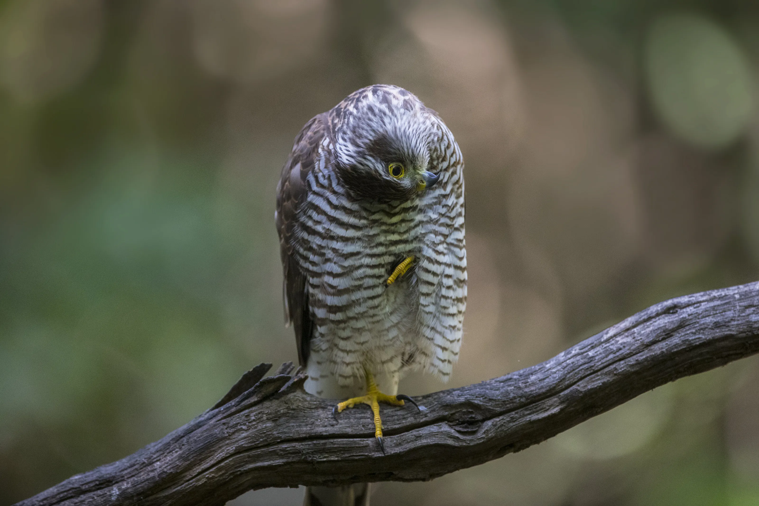 sparrowhawk