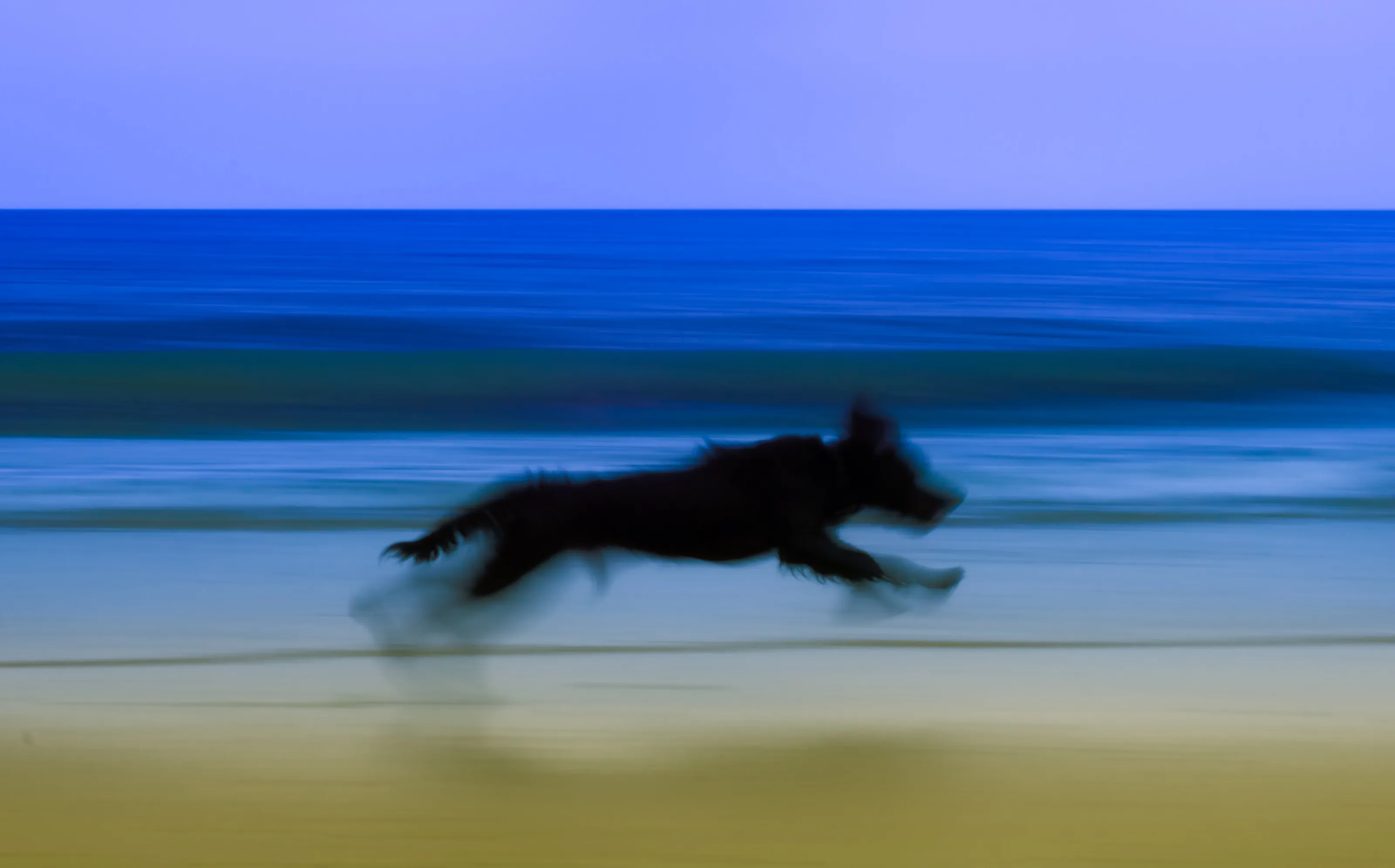 Monty on the beach