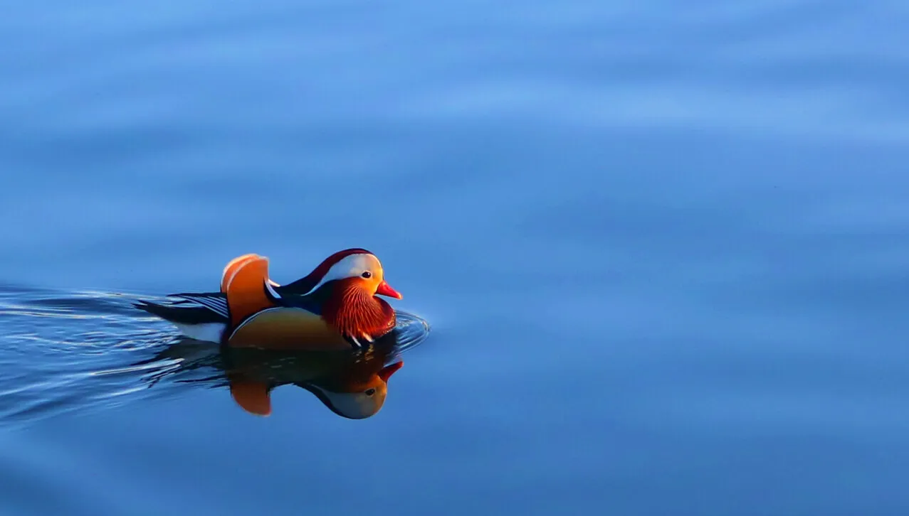 Mandarin Duck in Missouri (3)