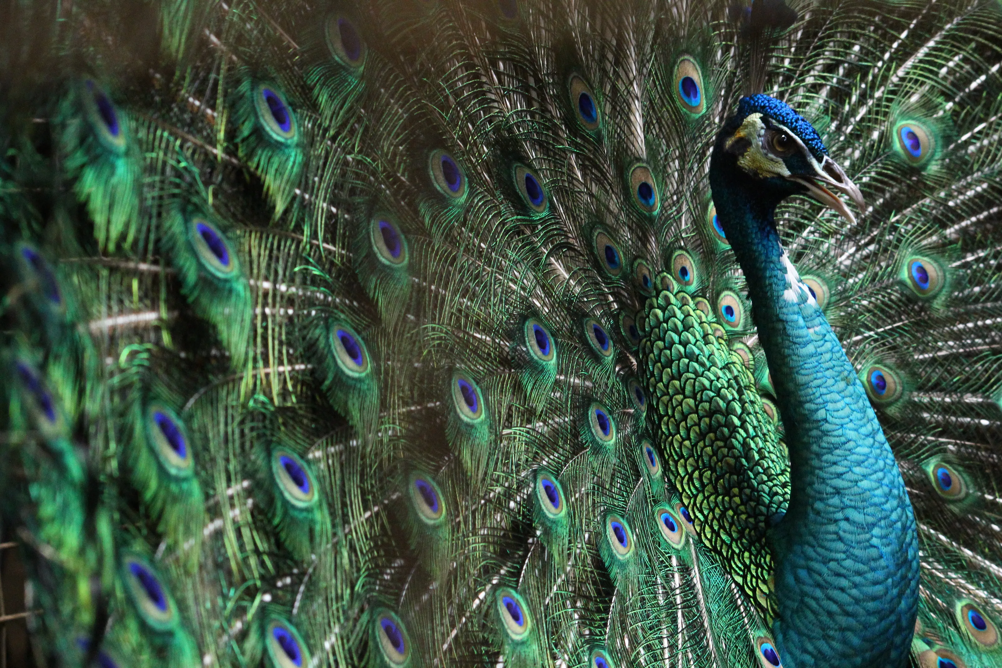 peacock
