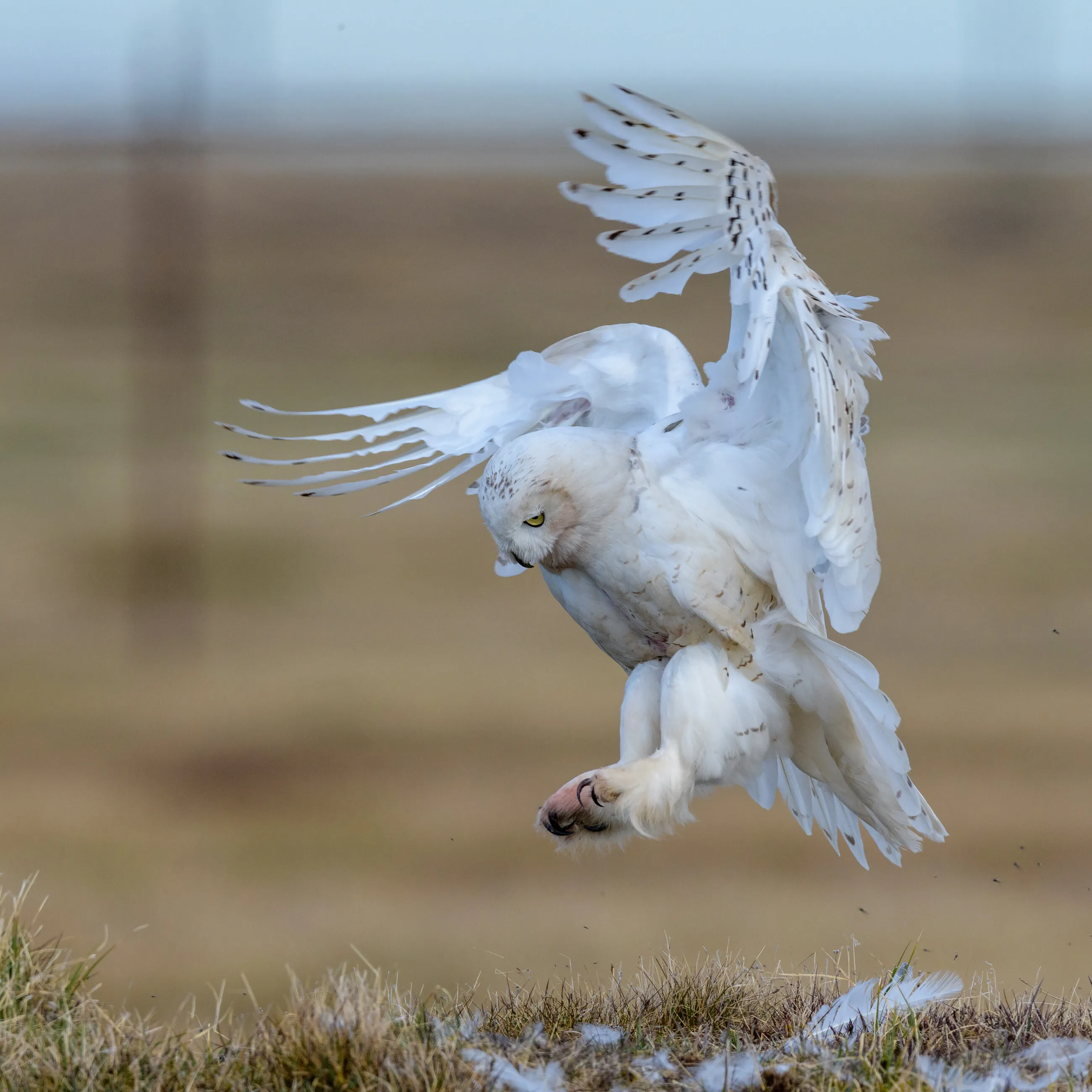 Back to the nest.
