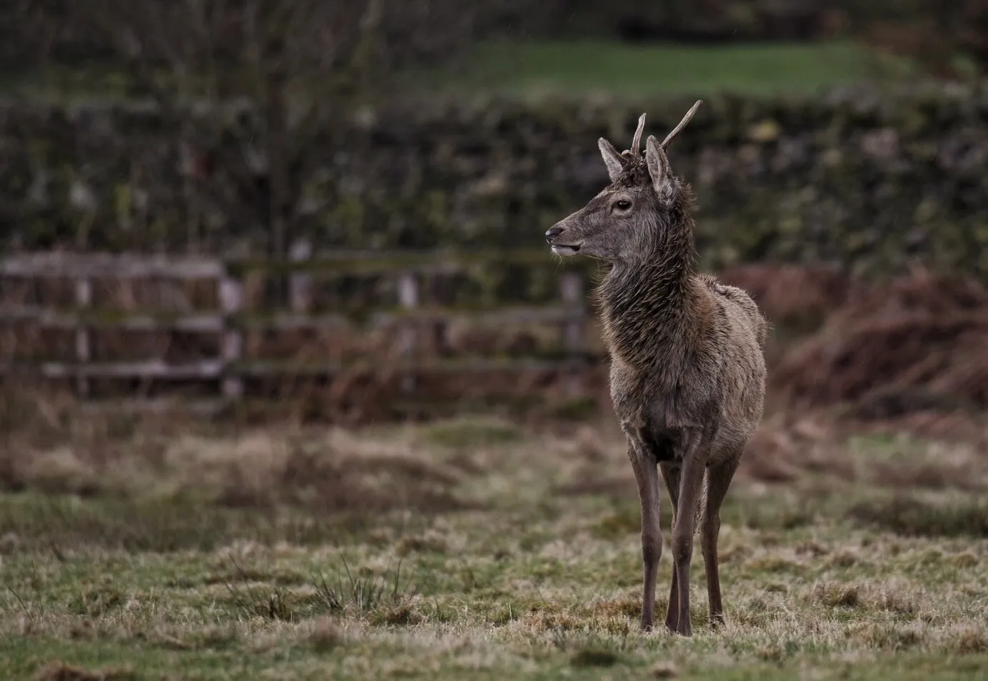 Deer