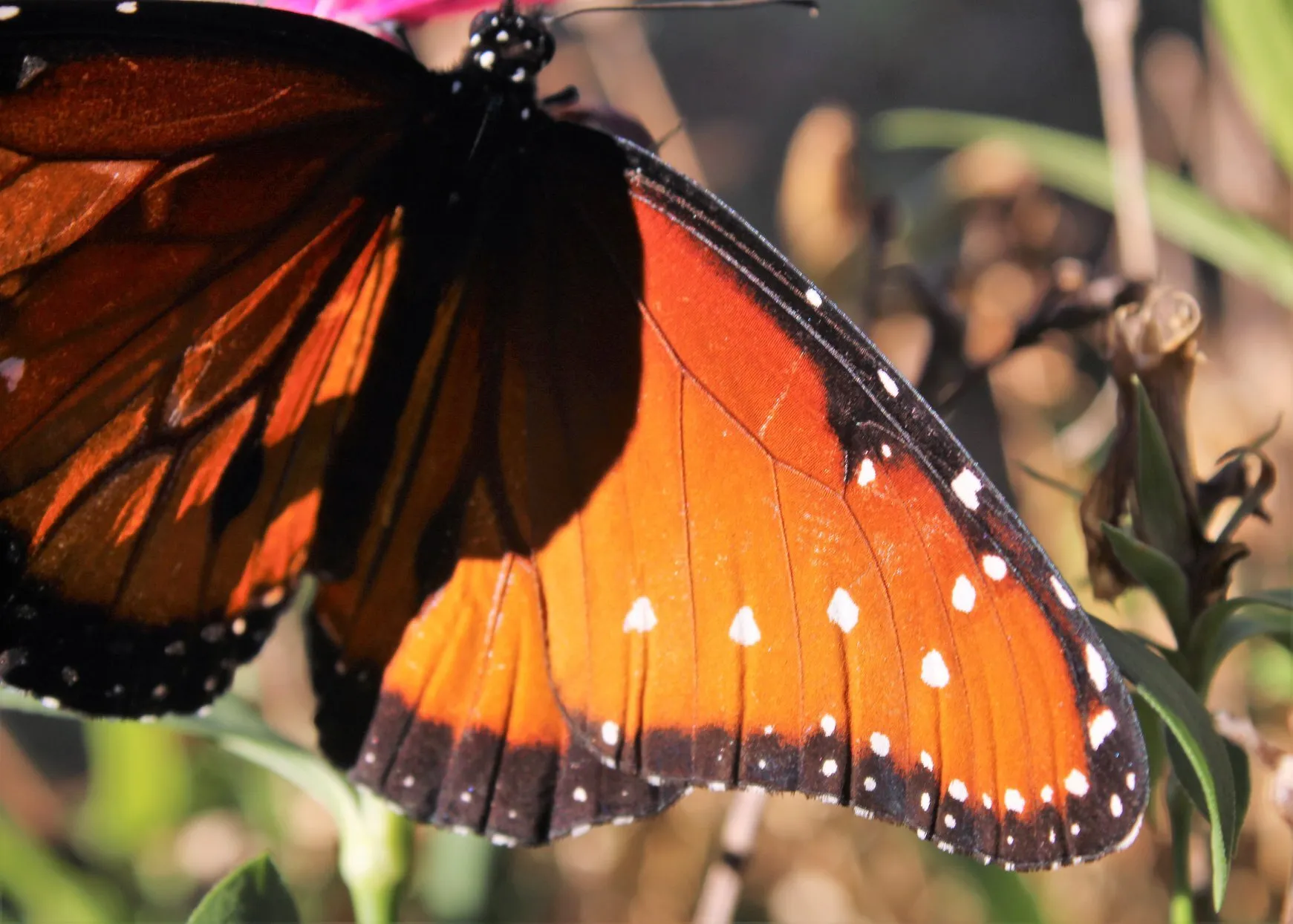 Monarch Butterfly