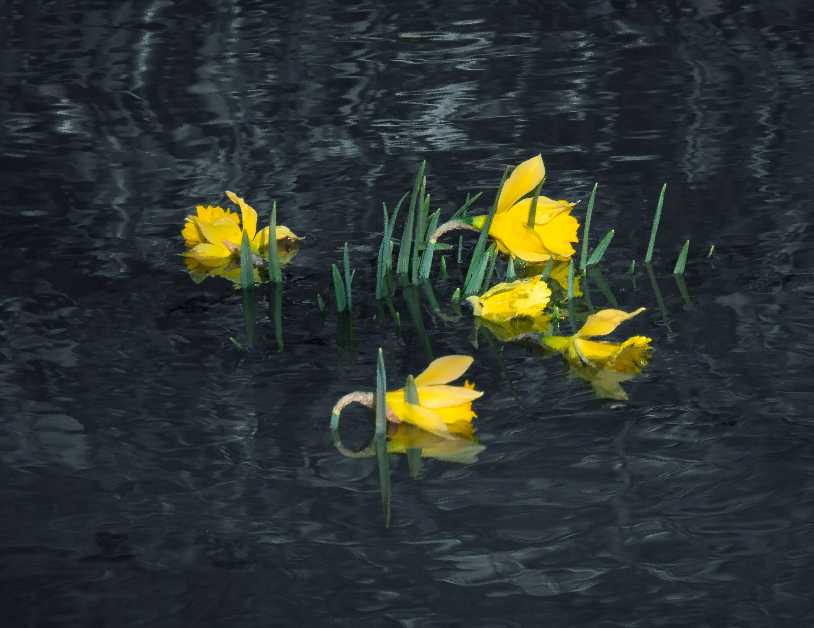 Over Watered