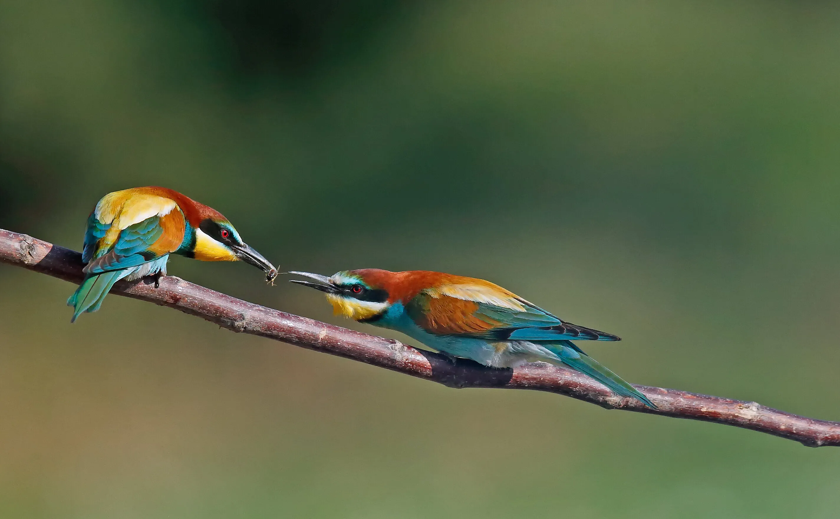 European Bee-eater, the offering.