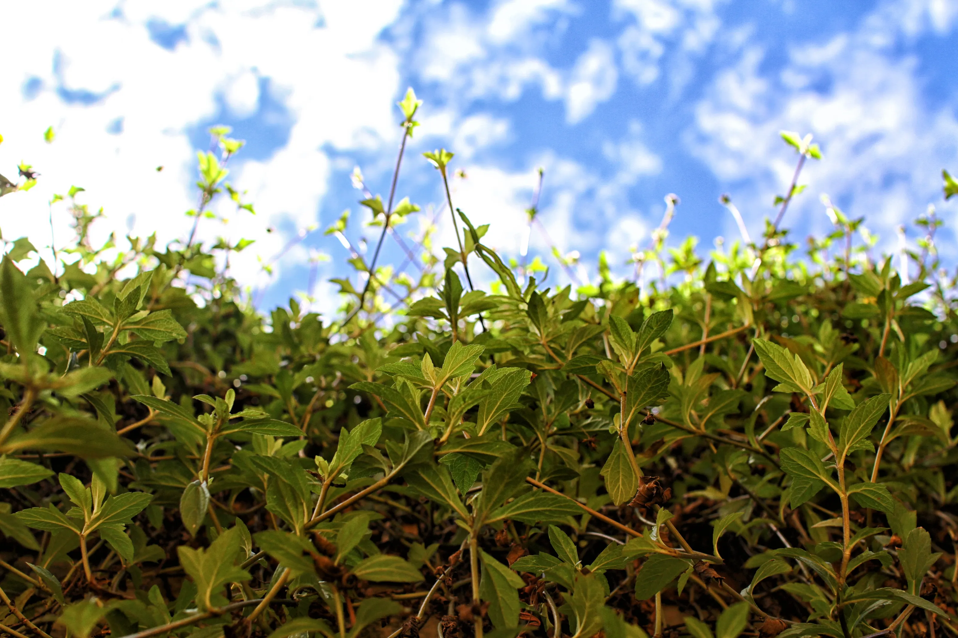 Green and Blue