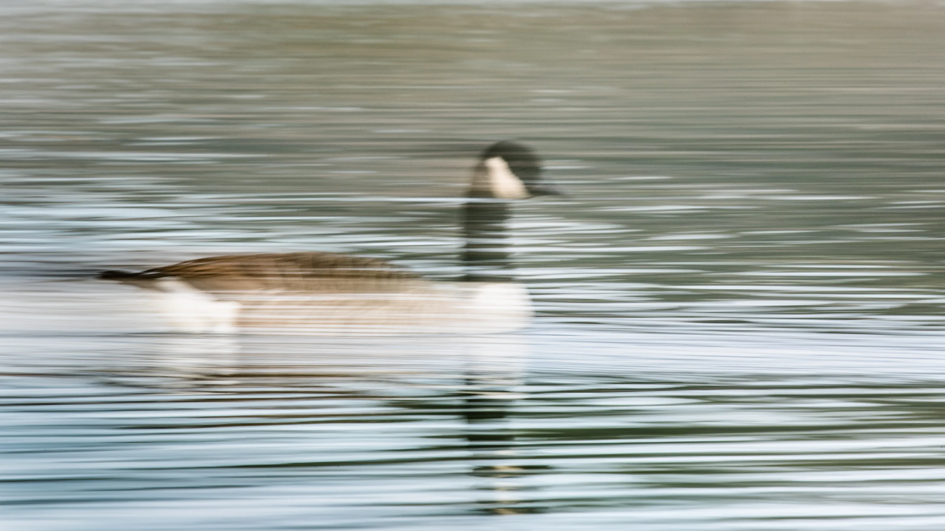 Goose Glide