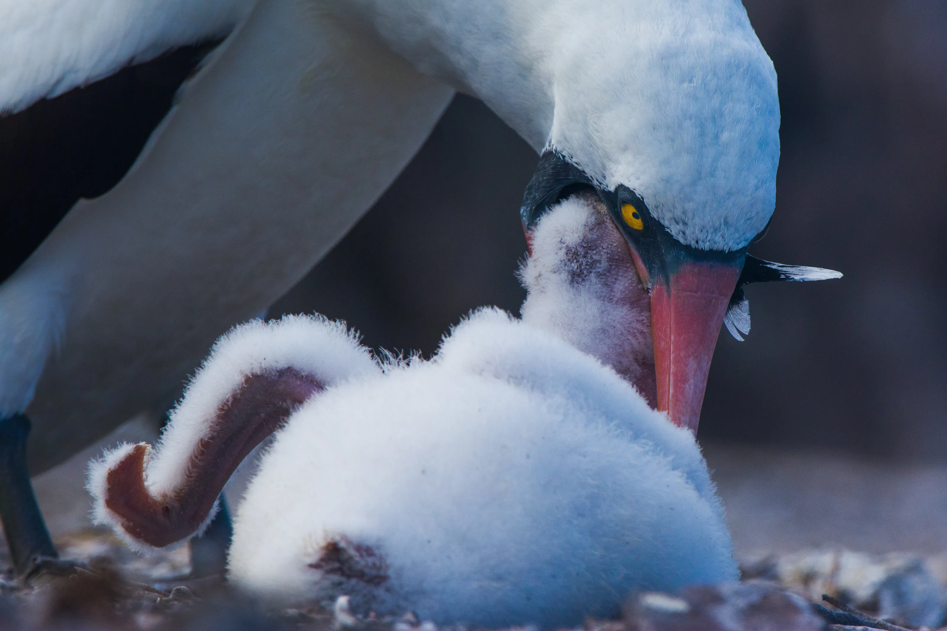 Feeding Time
