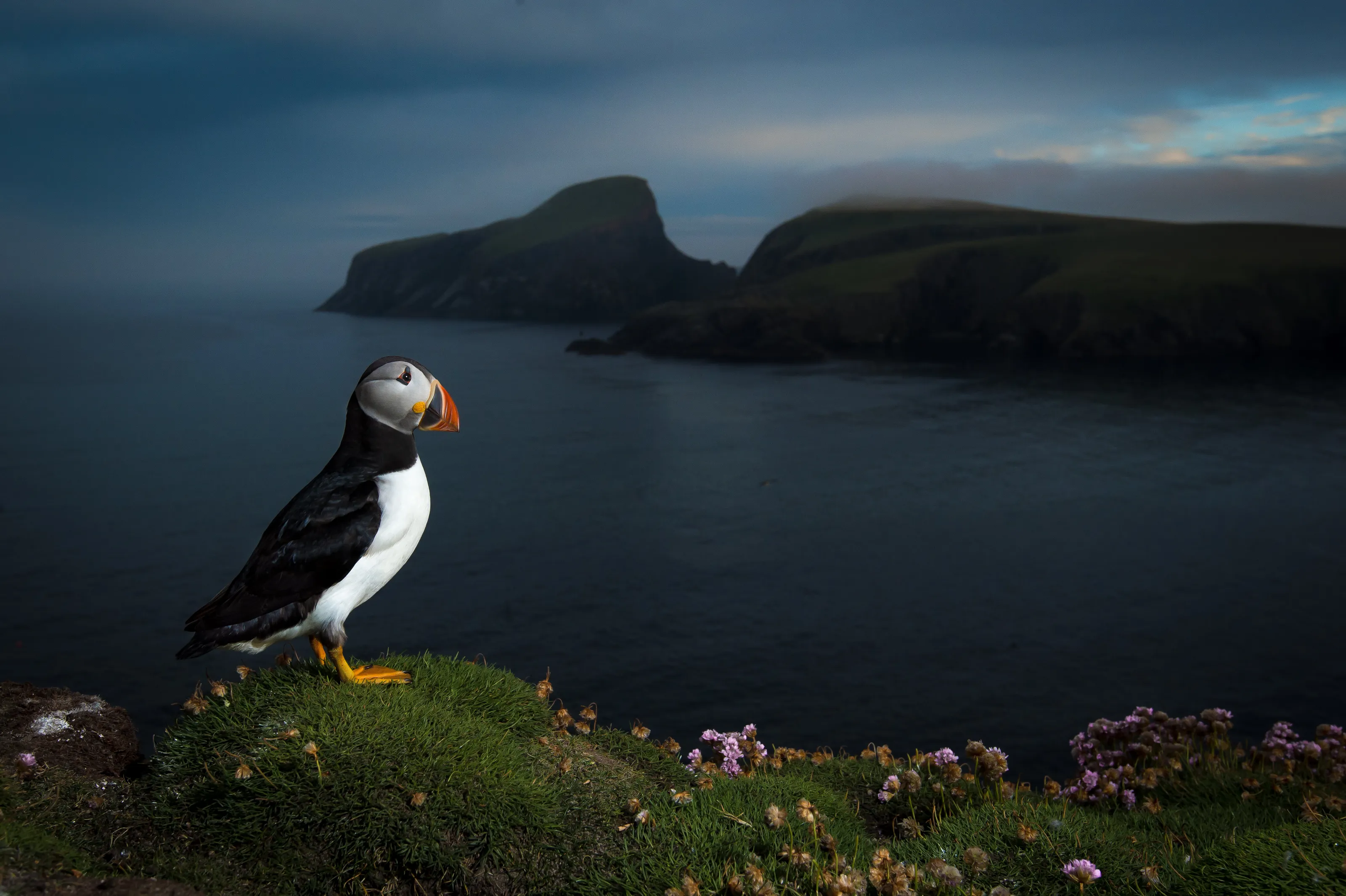 Sheep Rock Puffin