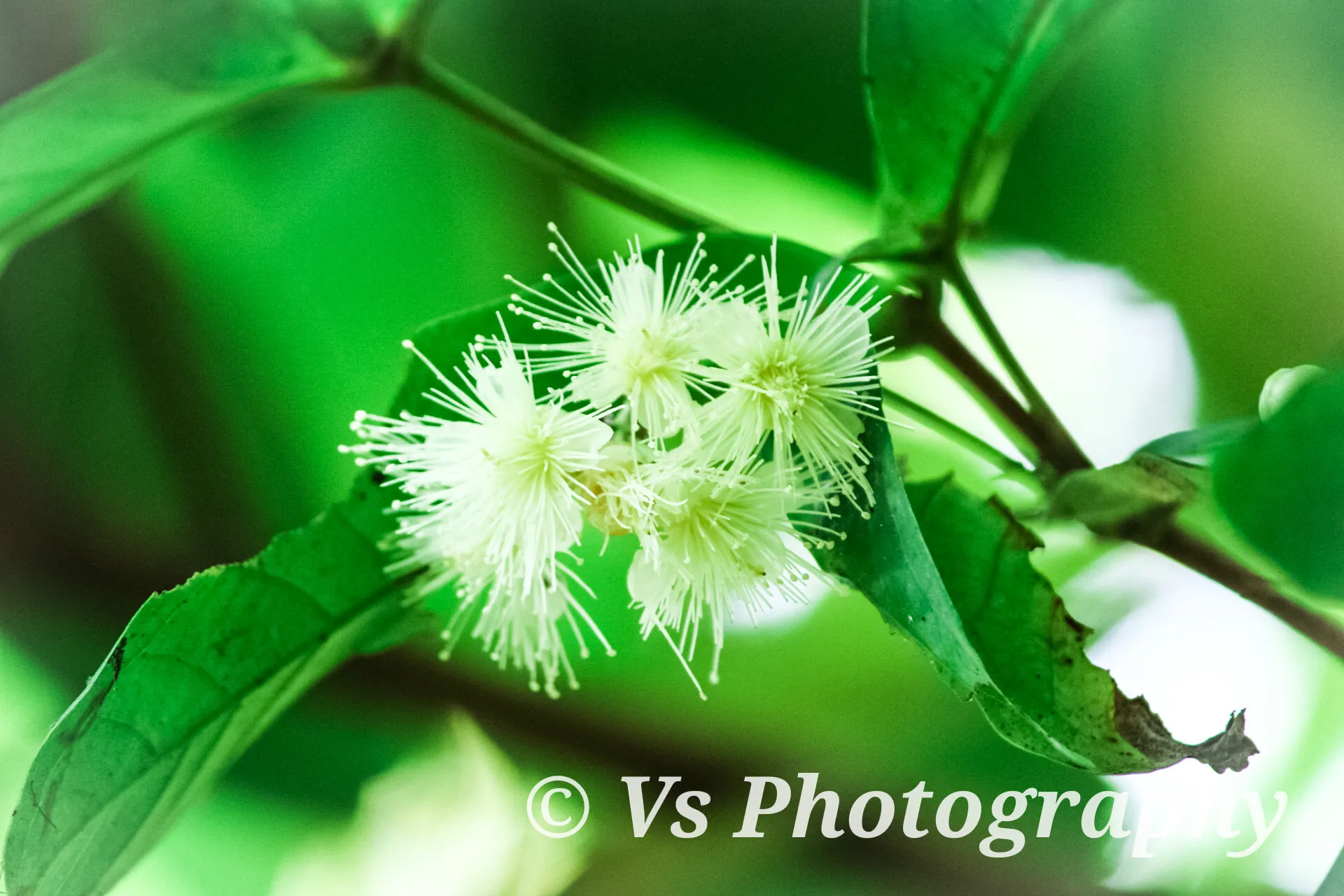 Forest flower