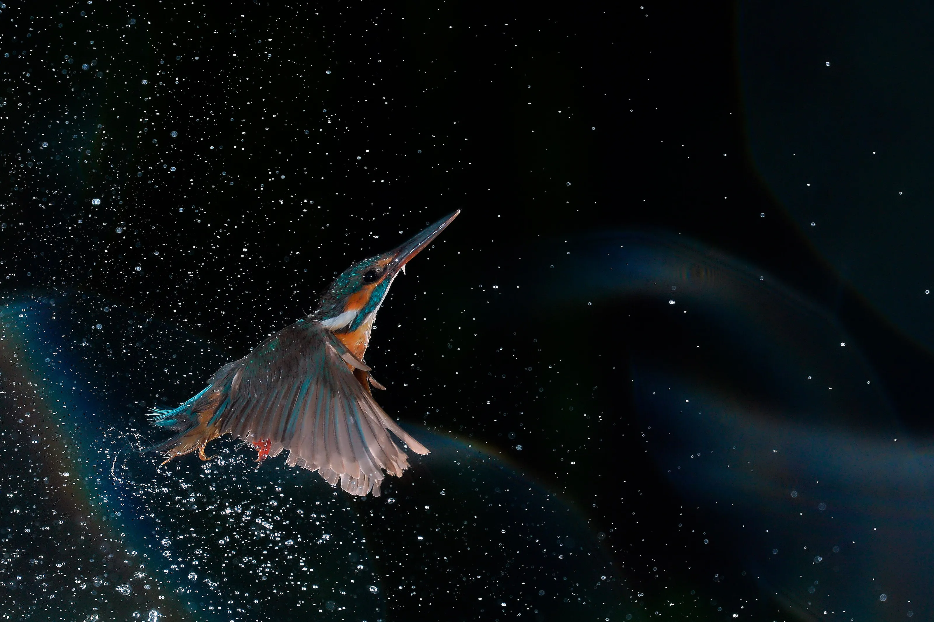 Up to the bird galaxy