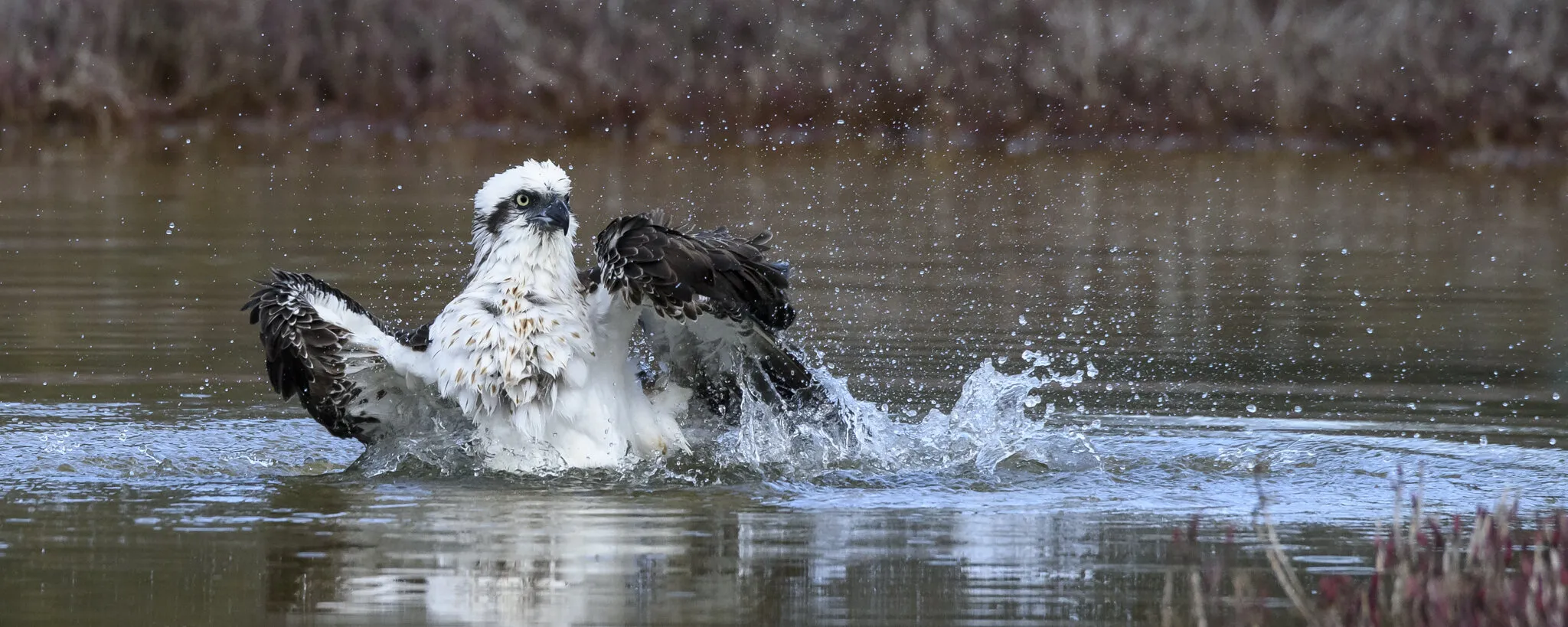 The Osprey's Bath