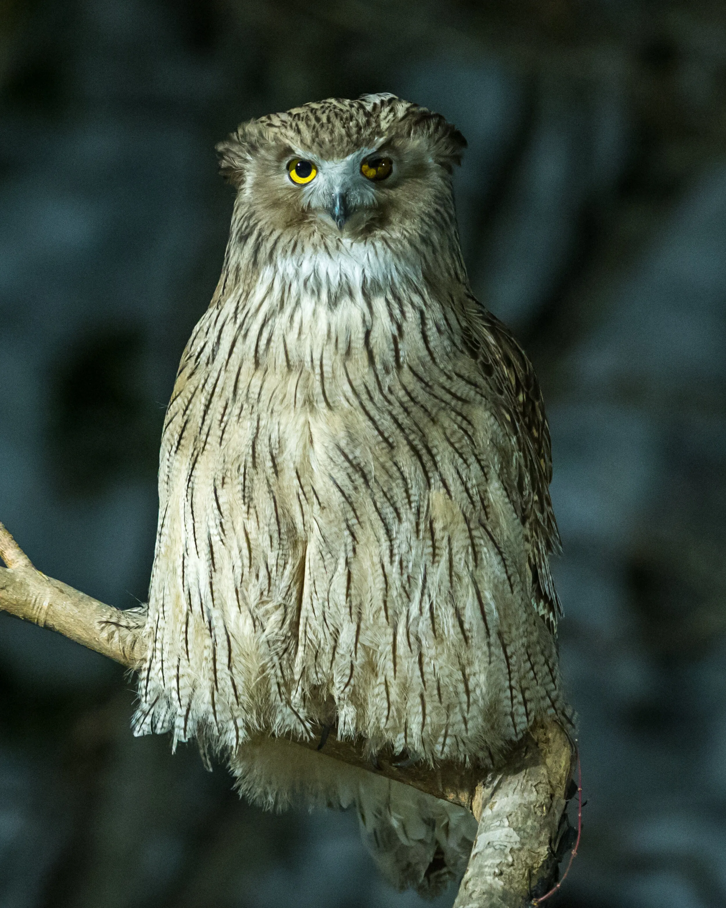 Blakiston Fish Owl