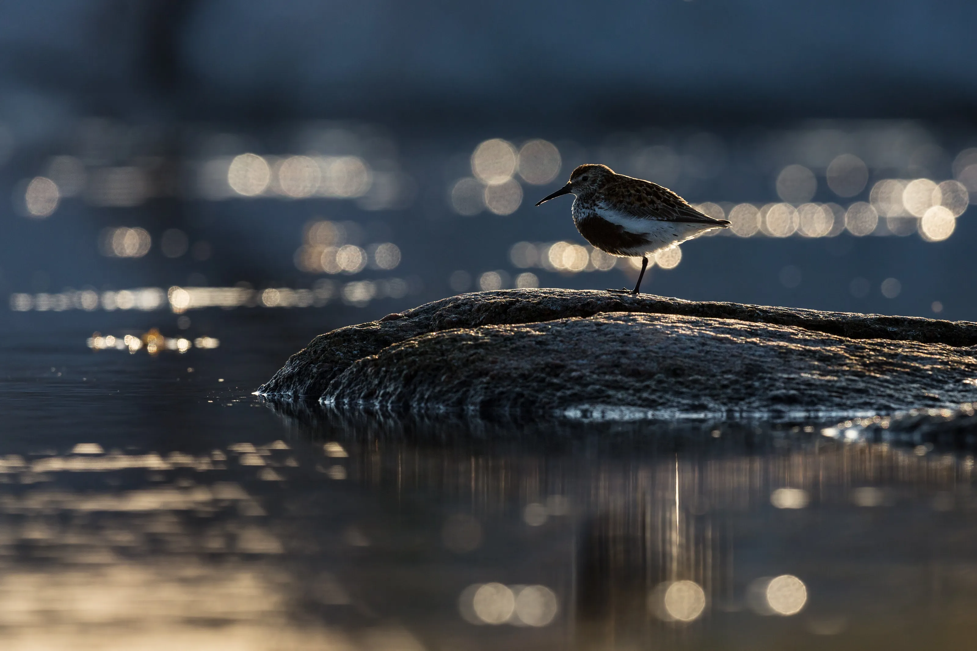 Dunlin