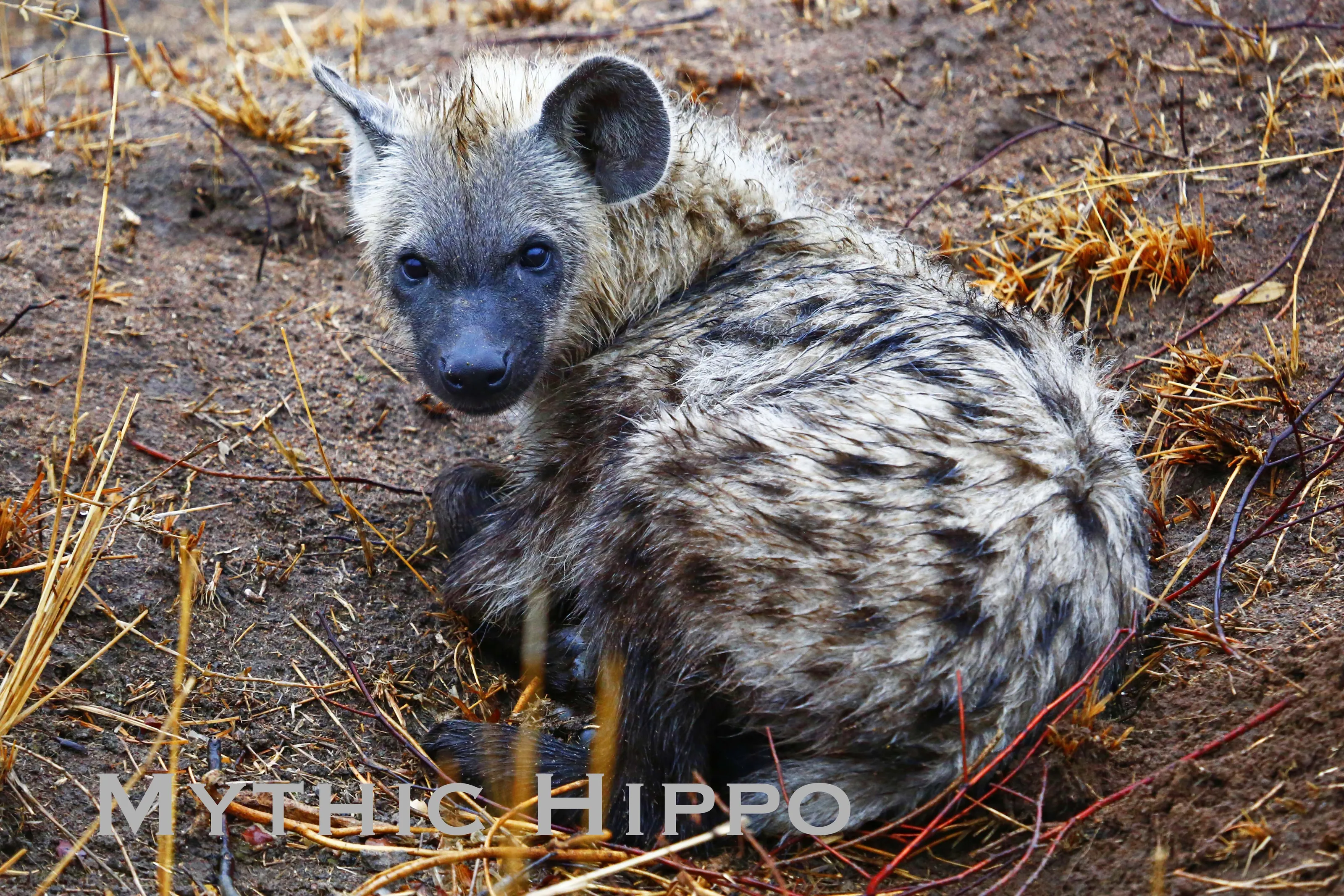 Spotted Hyaena