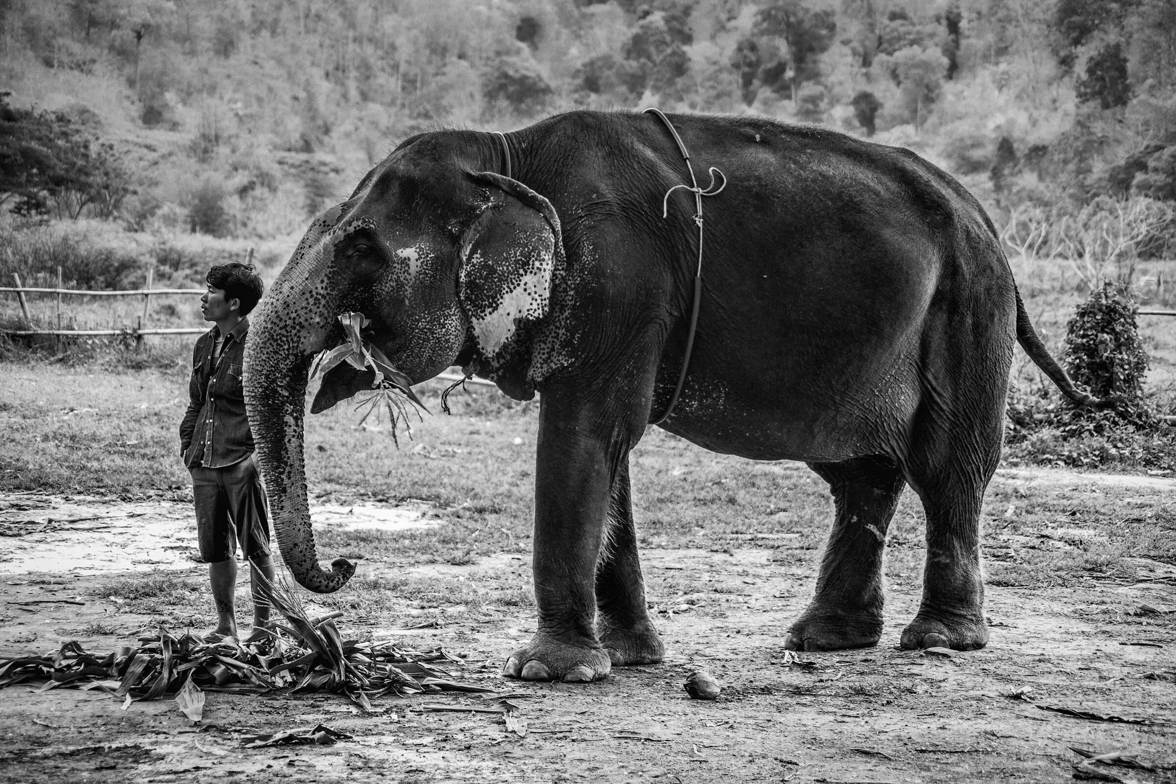 Elephant lunch