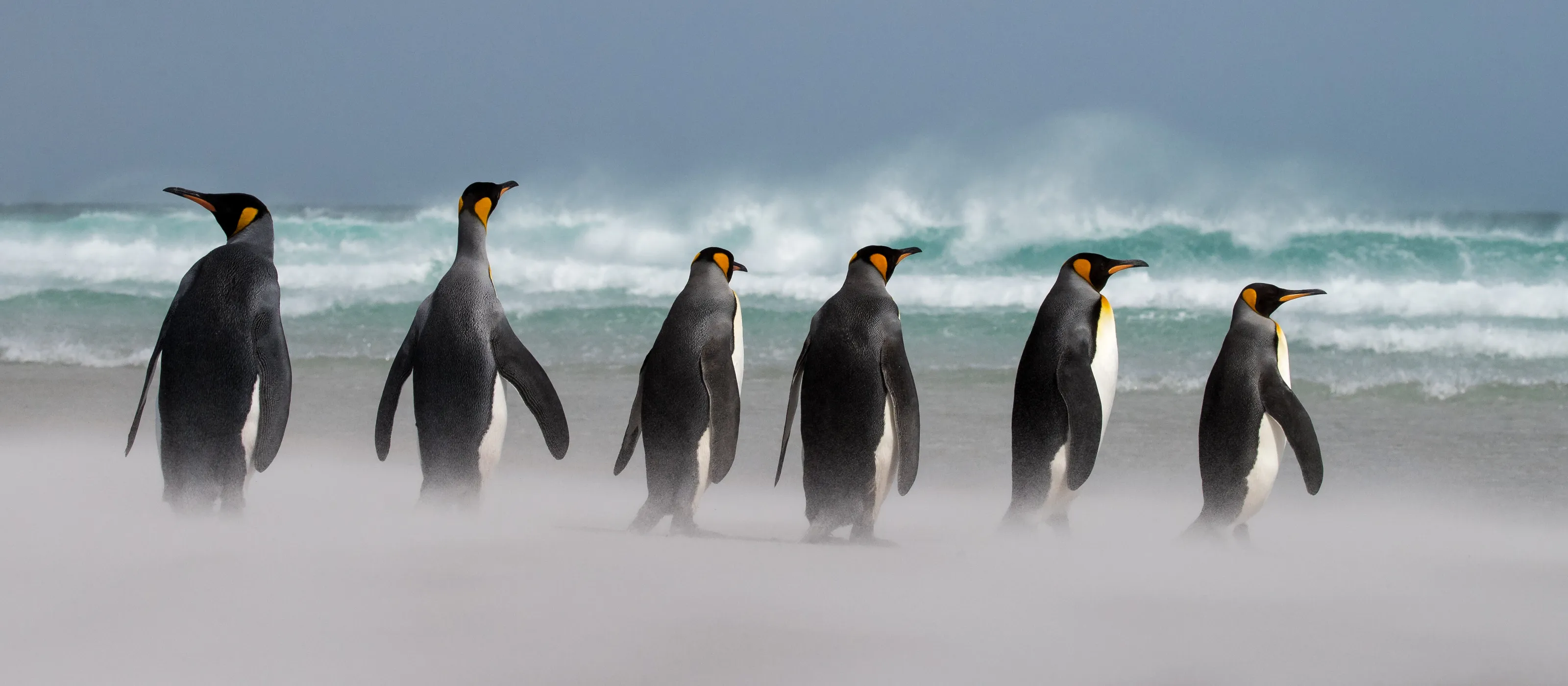 King Penguins