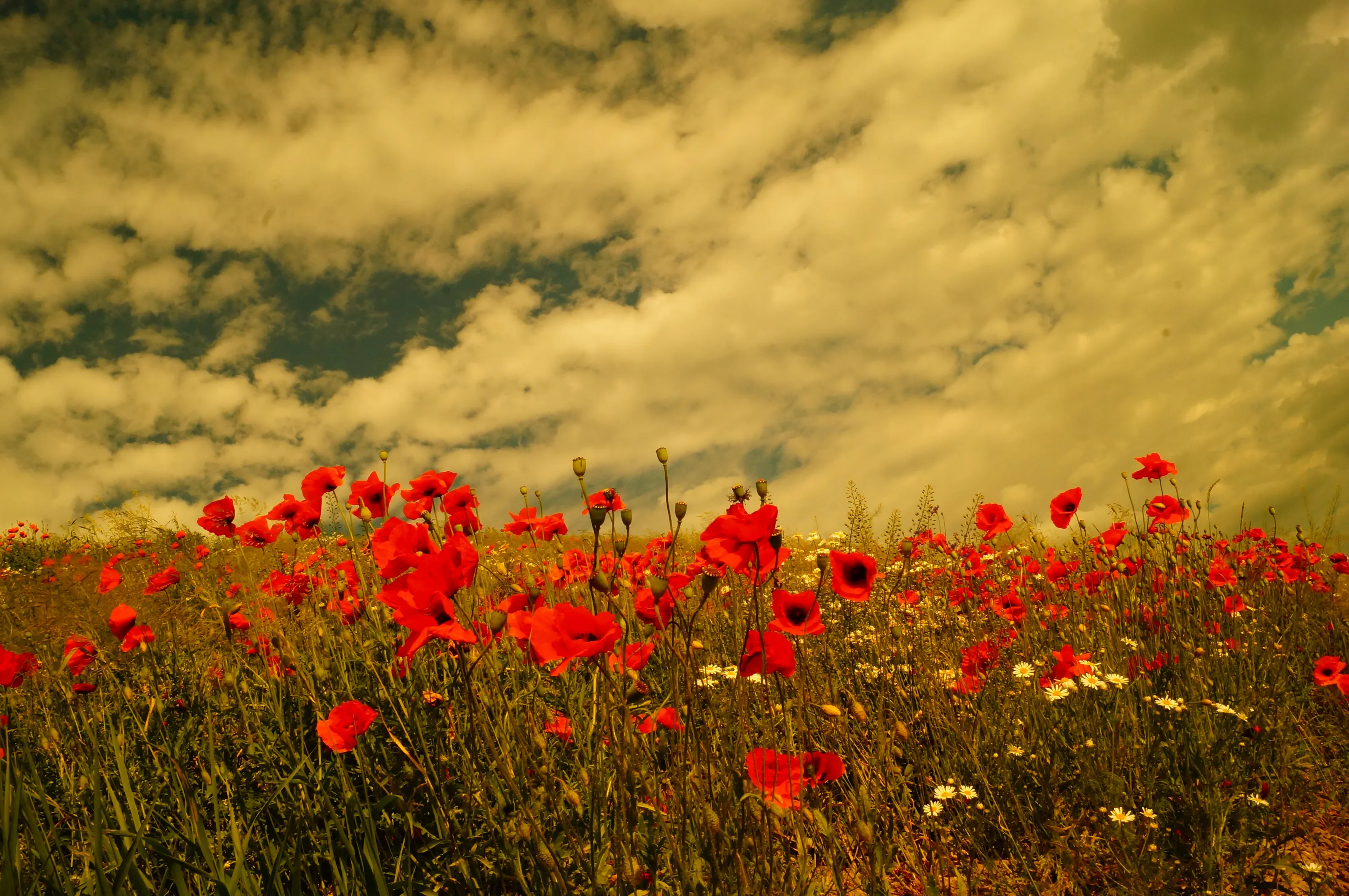 dreamfield