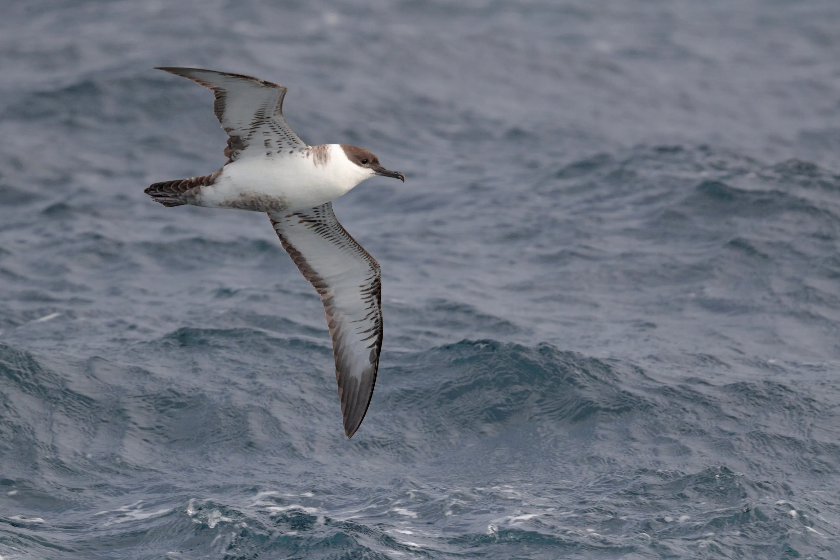 Great Shearwater