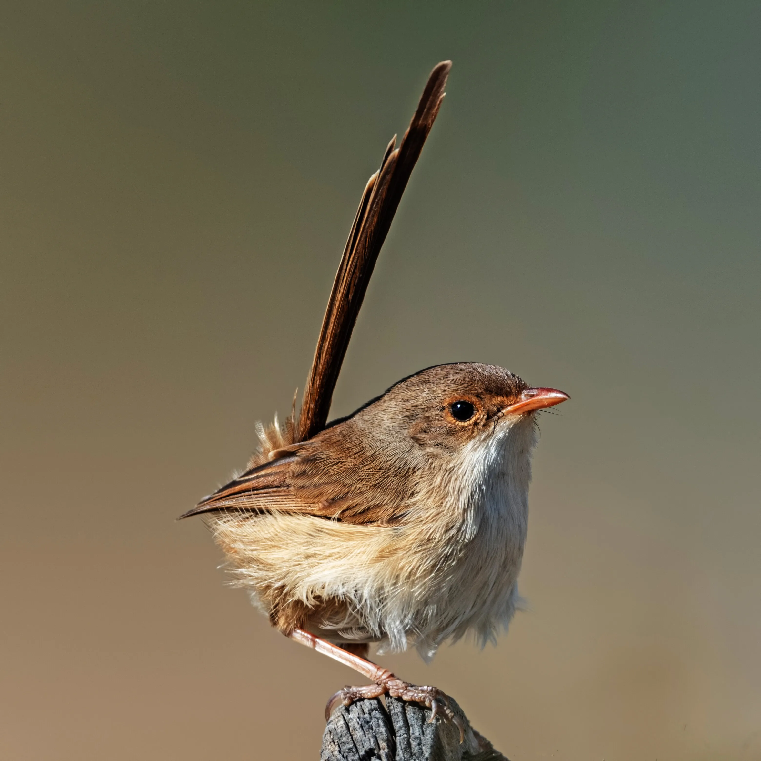Female Red-backed Wren
