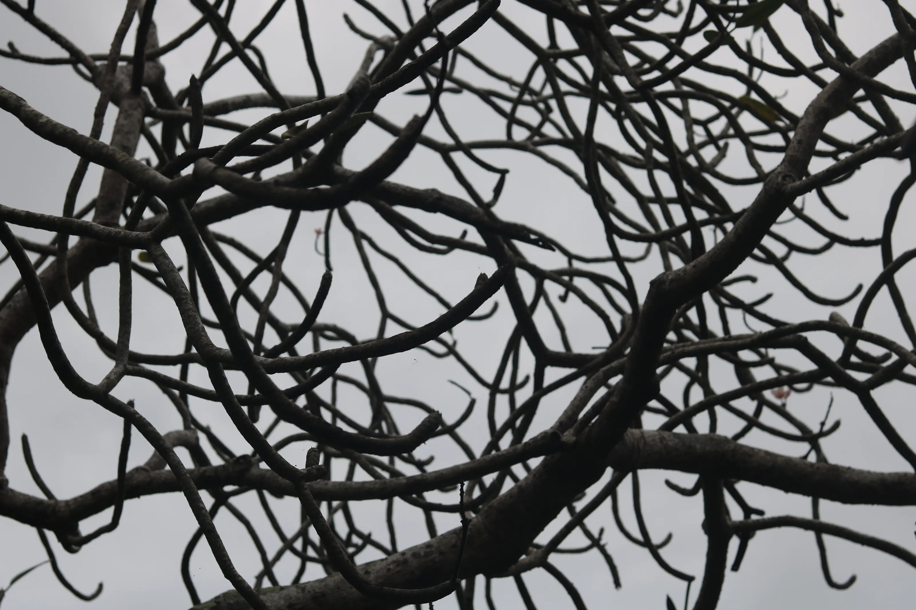 Branches