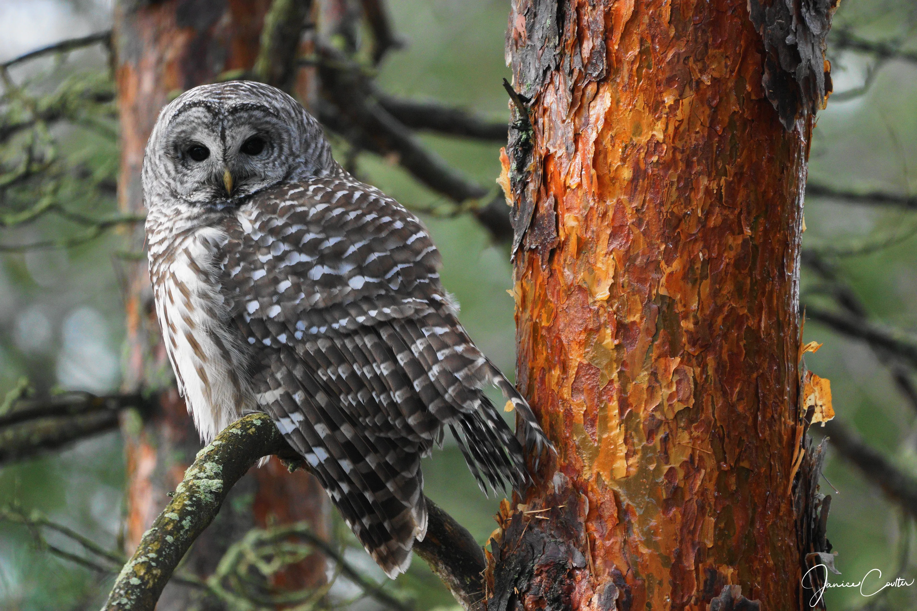 Barred Owl