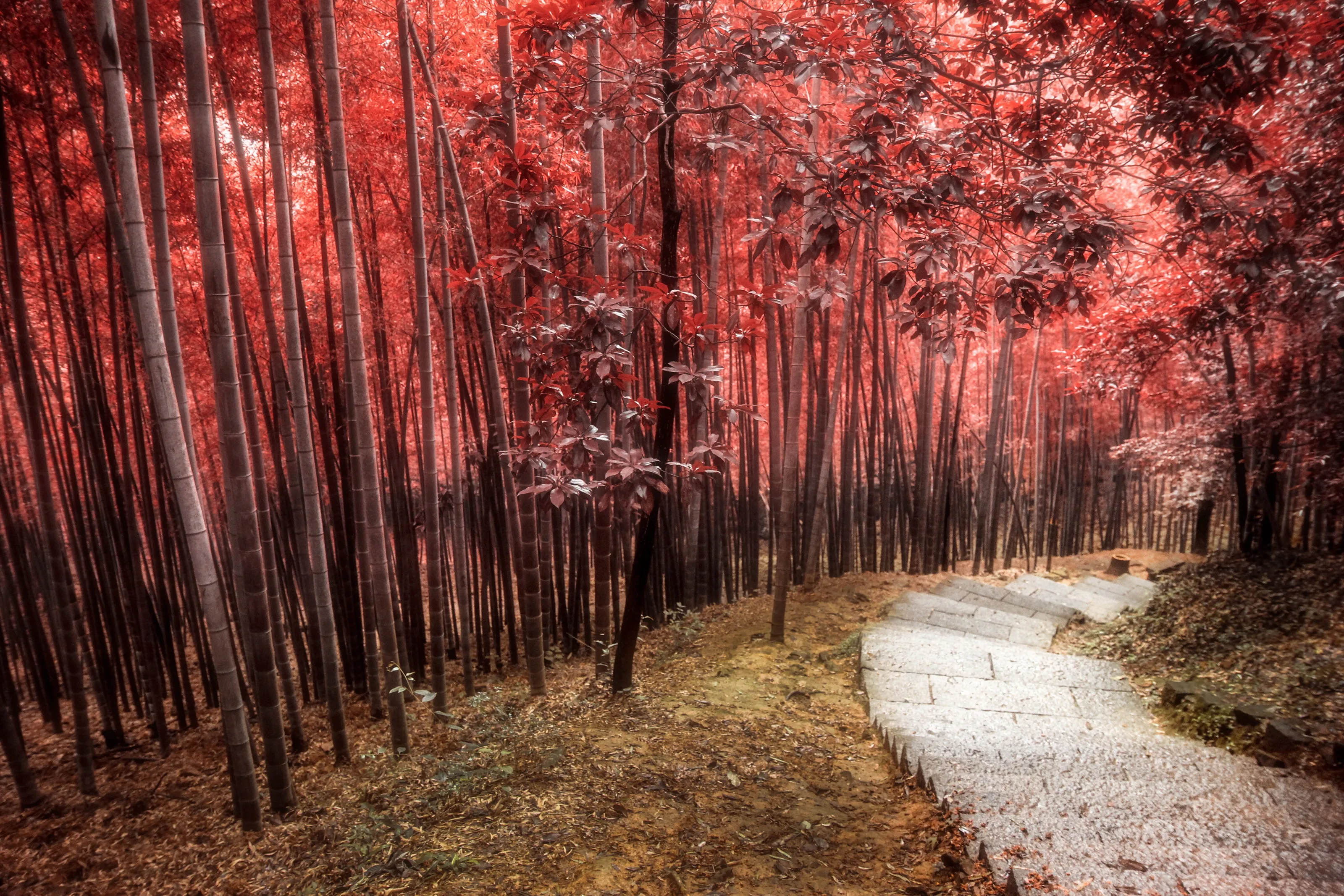Autumn Passage