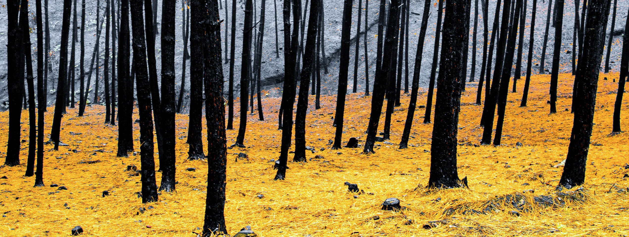 Desolation.