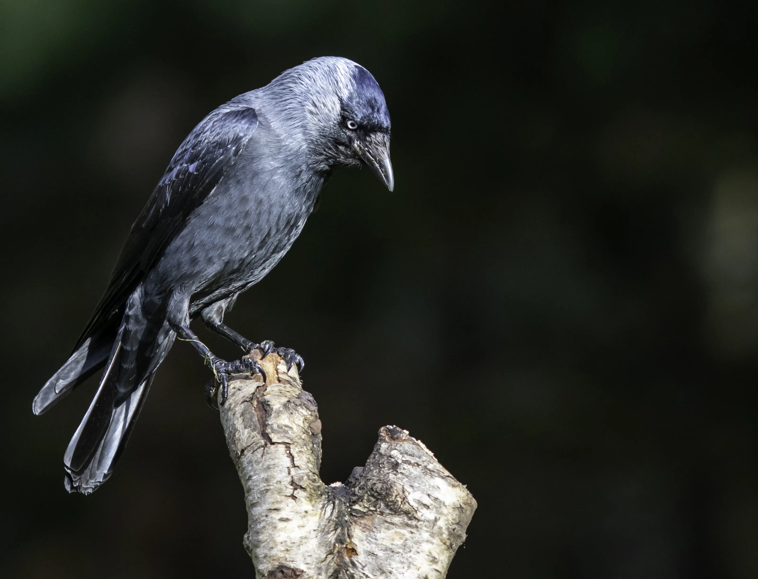 QUIZZICAL JACKDAW