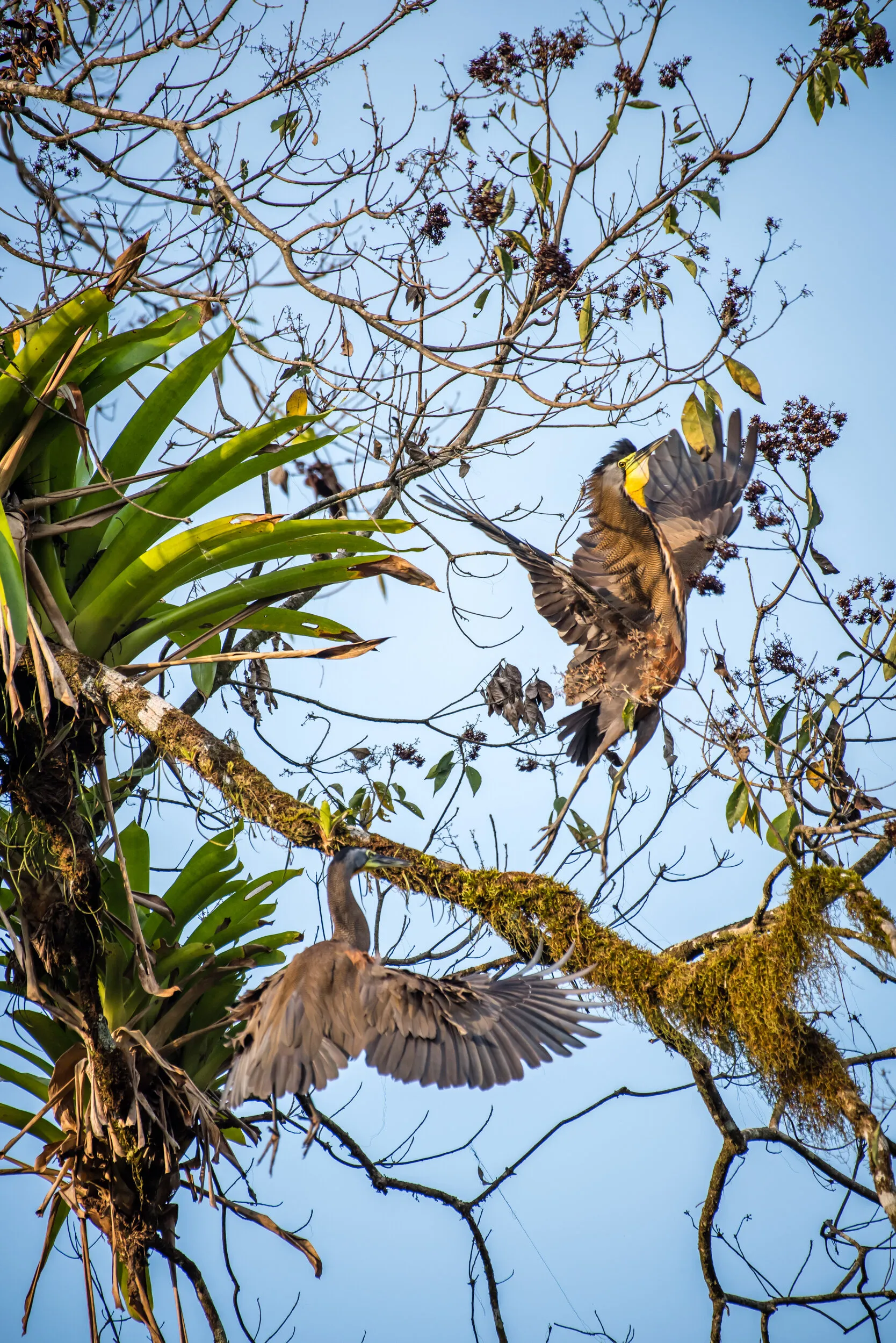 Morning Squabble