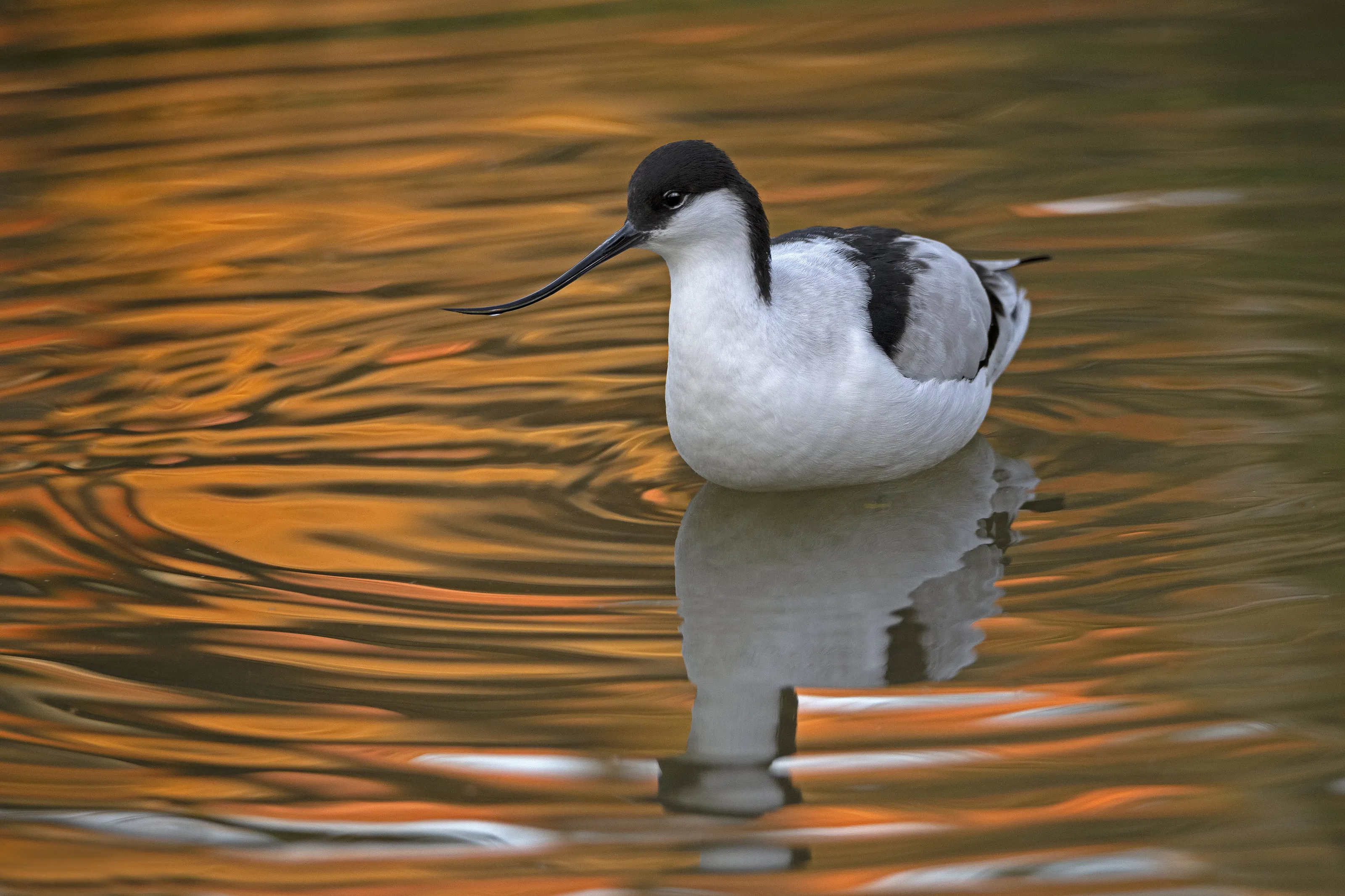 Avocet (Recurvirostra Avosetta) at  Sunset